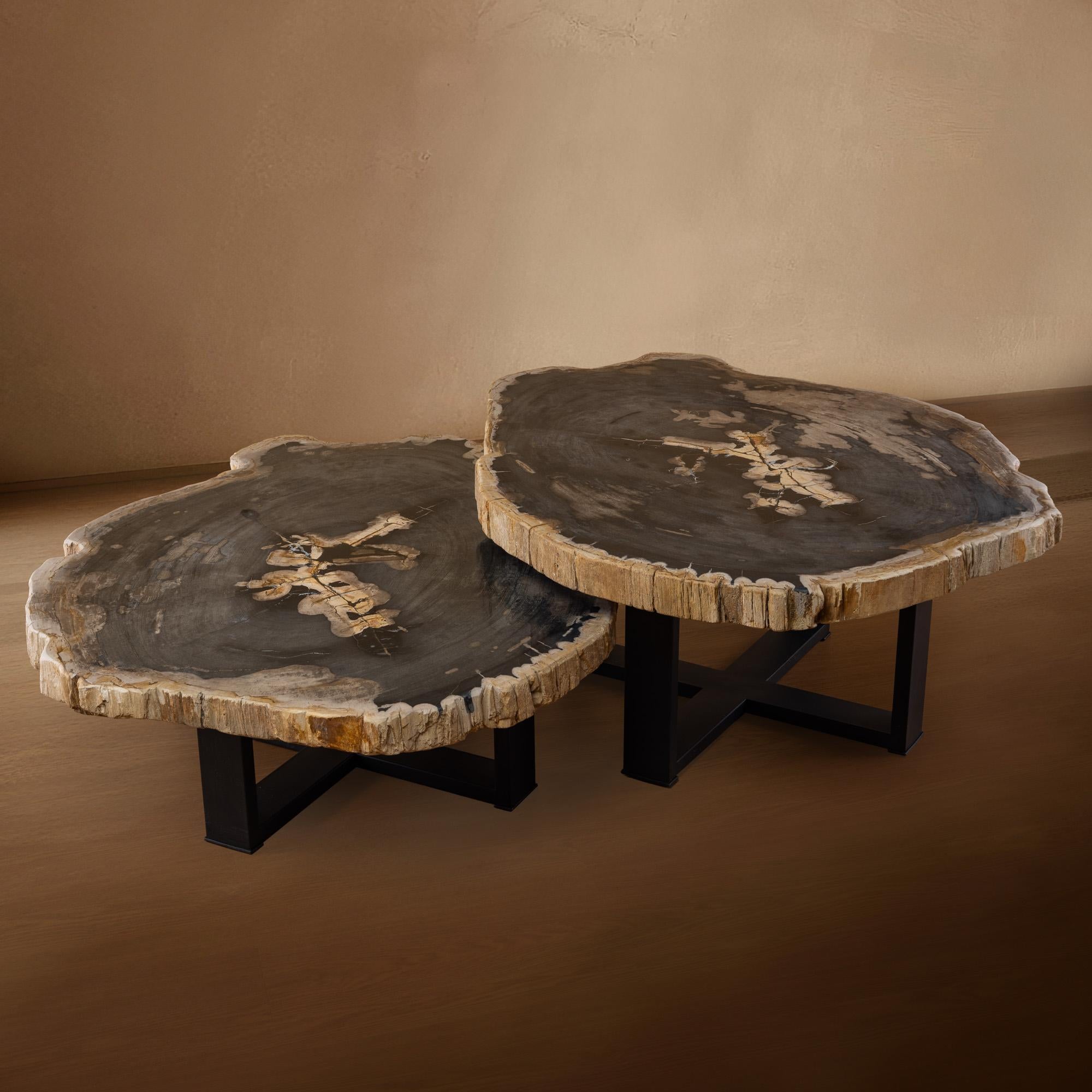 Organic Modern Pair of Authentic Miocene Petrified Wood Coffee Tables with Black Metal Base For Sale