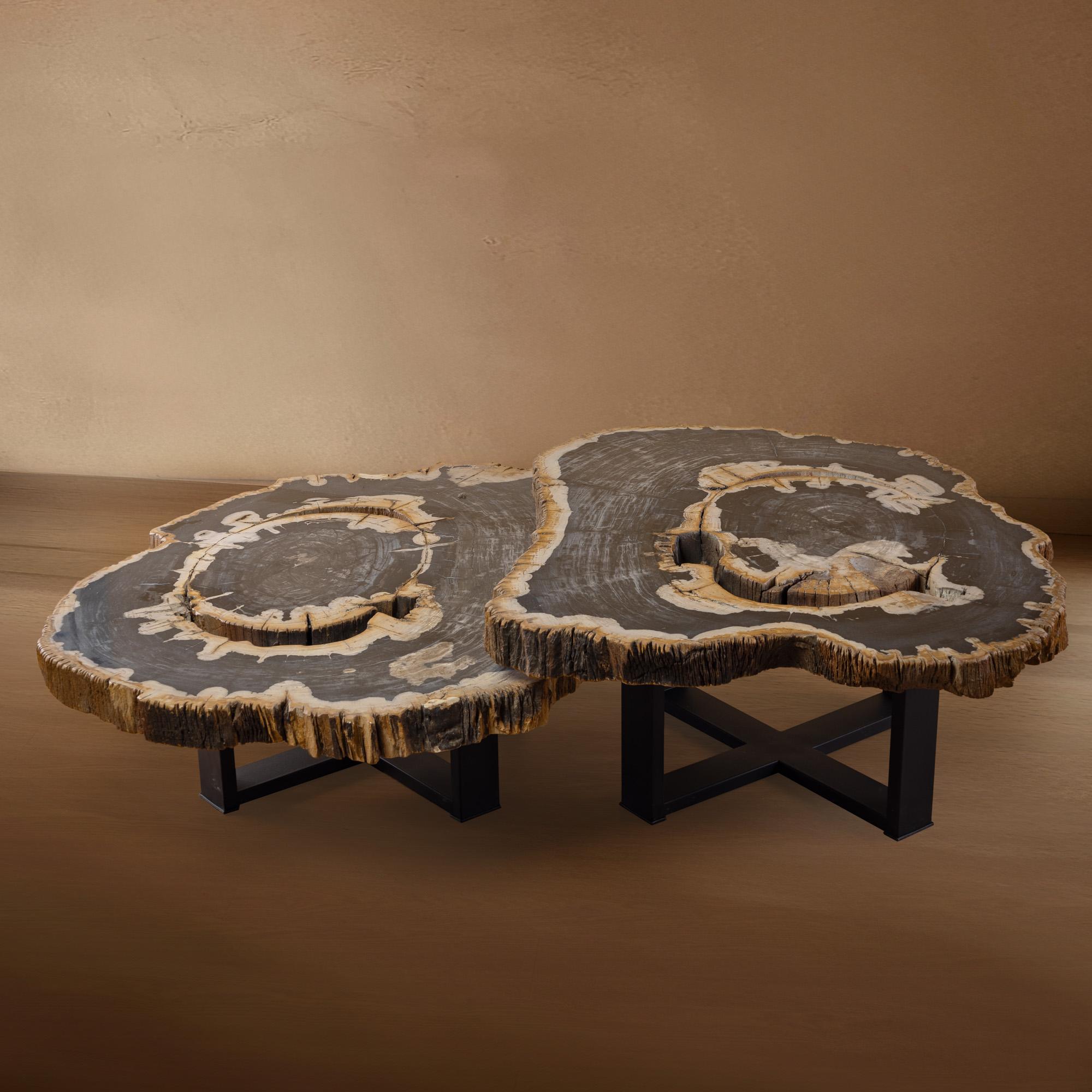 Mexican Pair of Authentic Miocene Petrified Wood Coffee Tables with Black Metal Base For Sale
