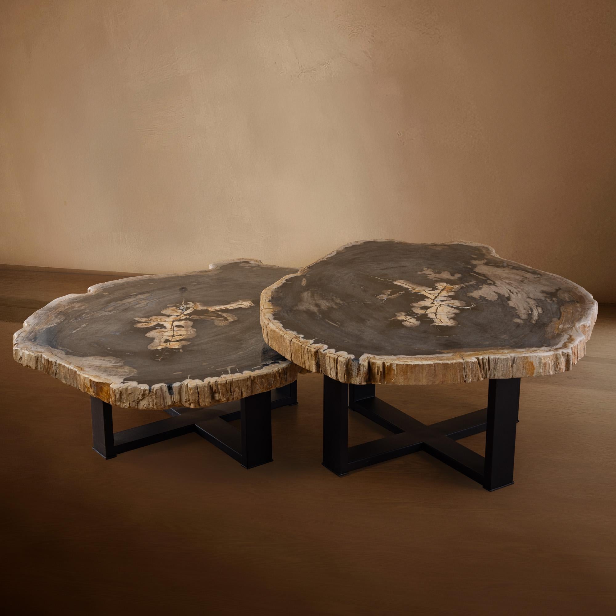 Mexican Pair of Authentic Miocene Petrified Wood Coffee Tables with Black Metal Base For Sale