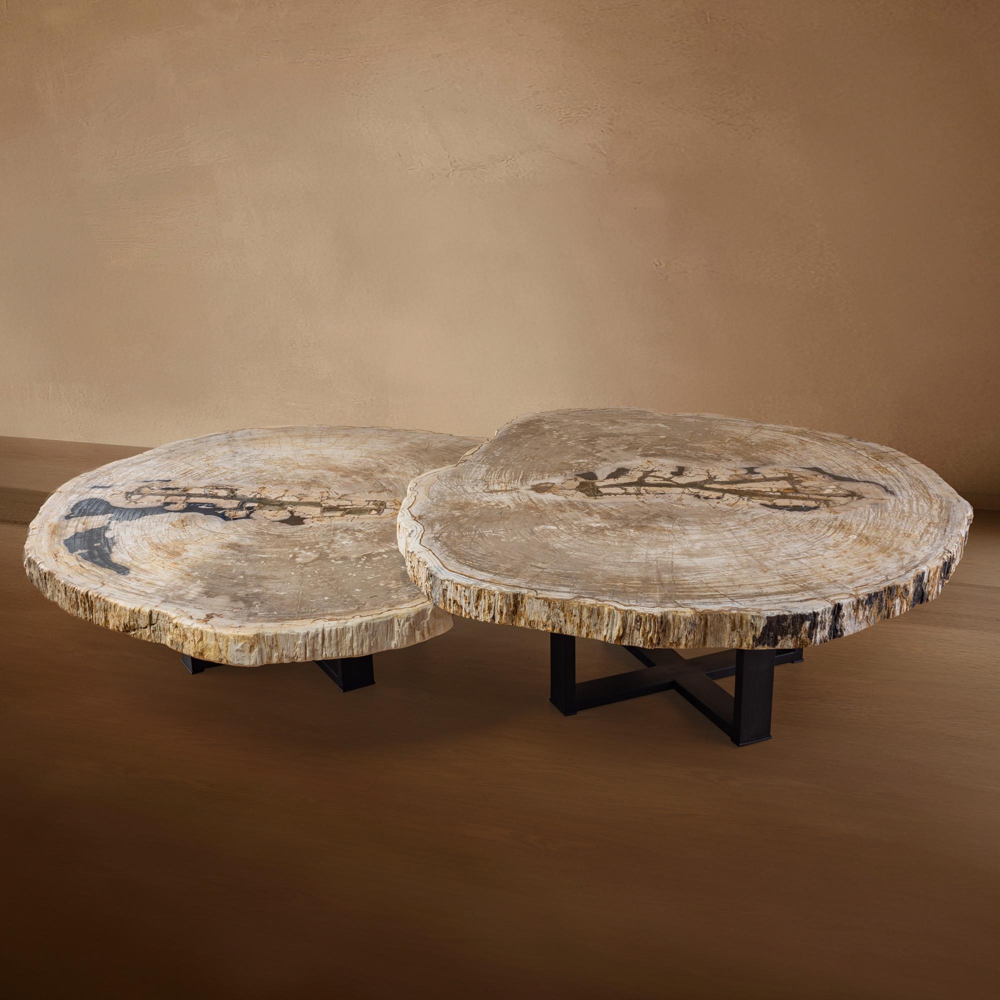 Mexican Pair of Authentic Miocene Petrified Wood Coffee Tables with Black Metal Base For Sale