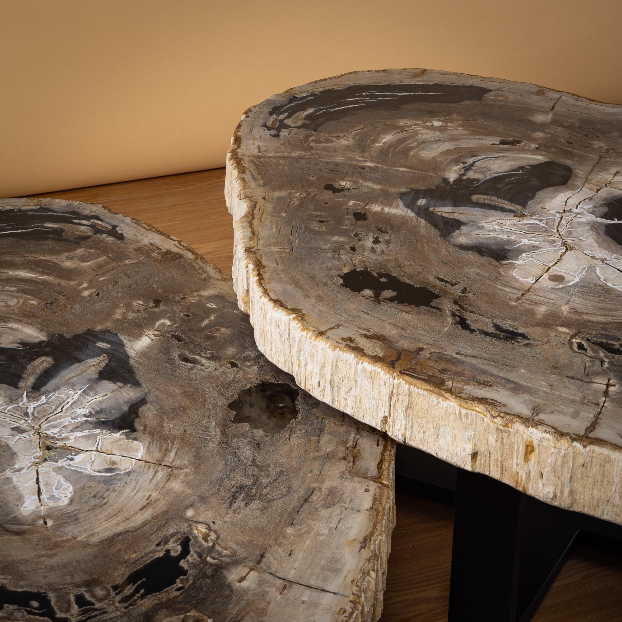 Polished Pair of Authentic Miocene Petrified Wood Coffee Tables with Black Metal Base For Sale