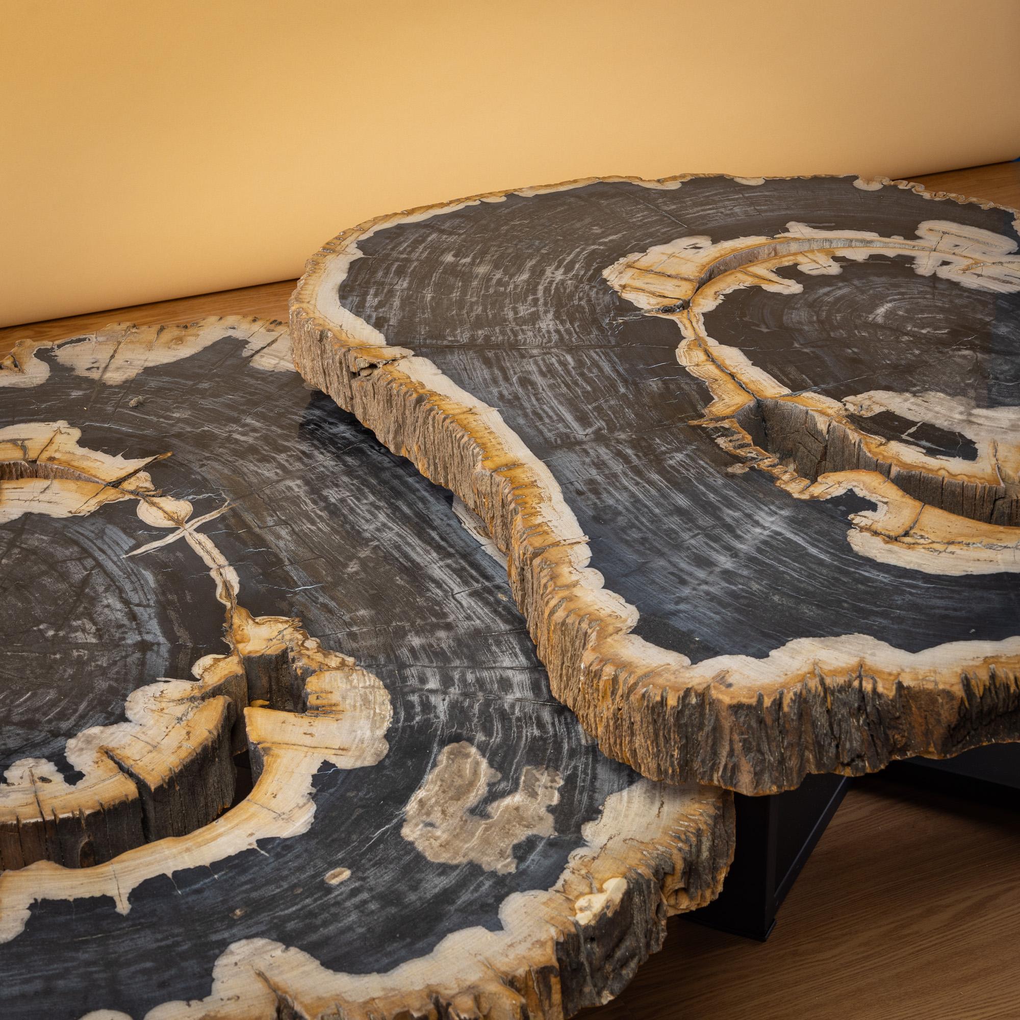 Polished Pair of Authentic Miocene Petrified Wood Coffee Tables with Black Metal Base For Sale