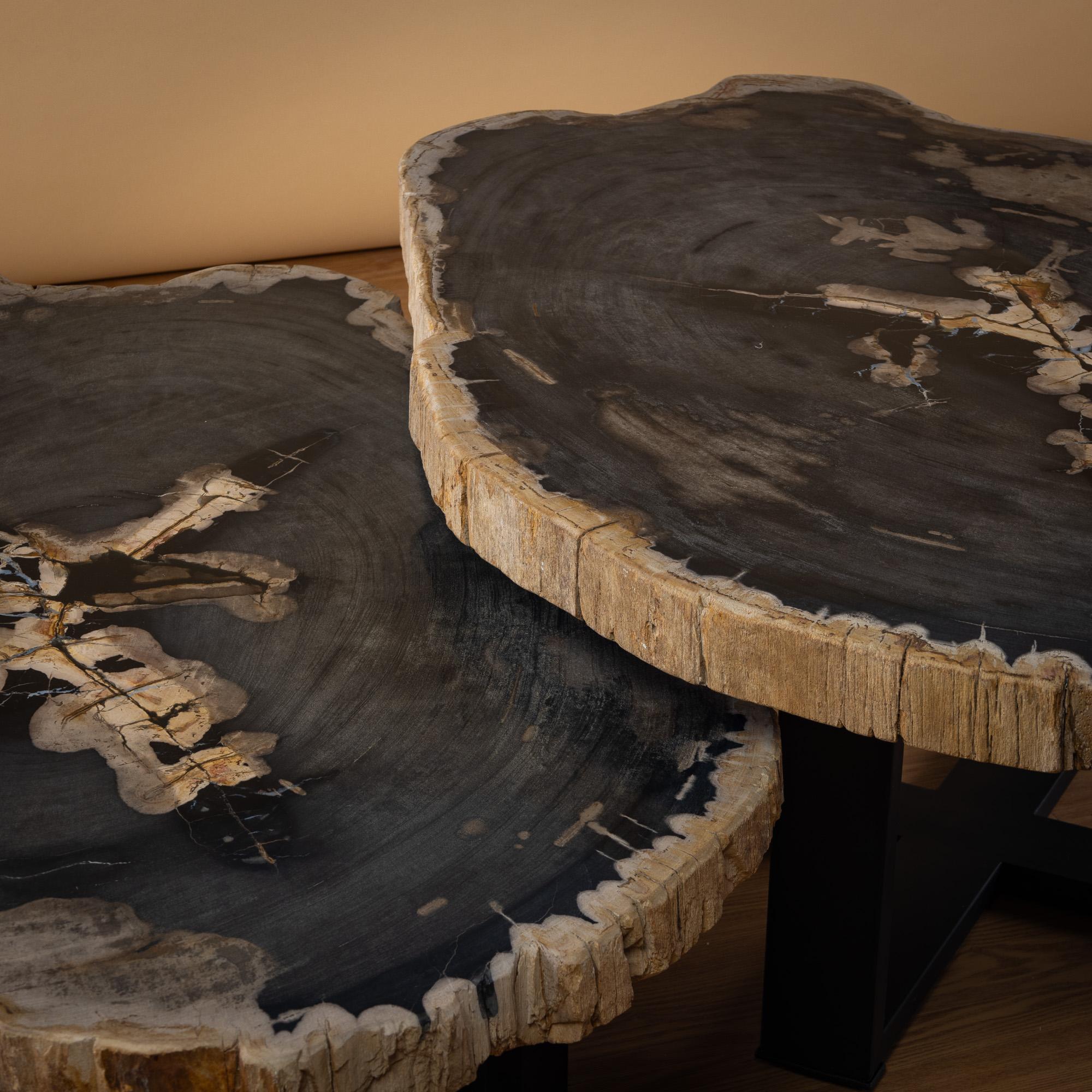 Polished Pair of Authentic Miocene Petrified Wood Coffee Tables with Black Metal Base For Sale