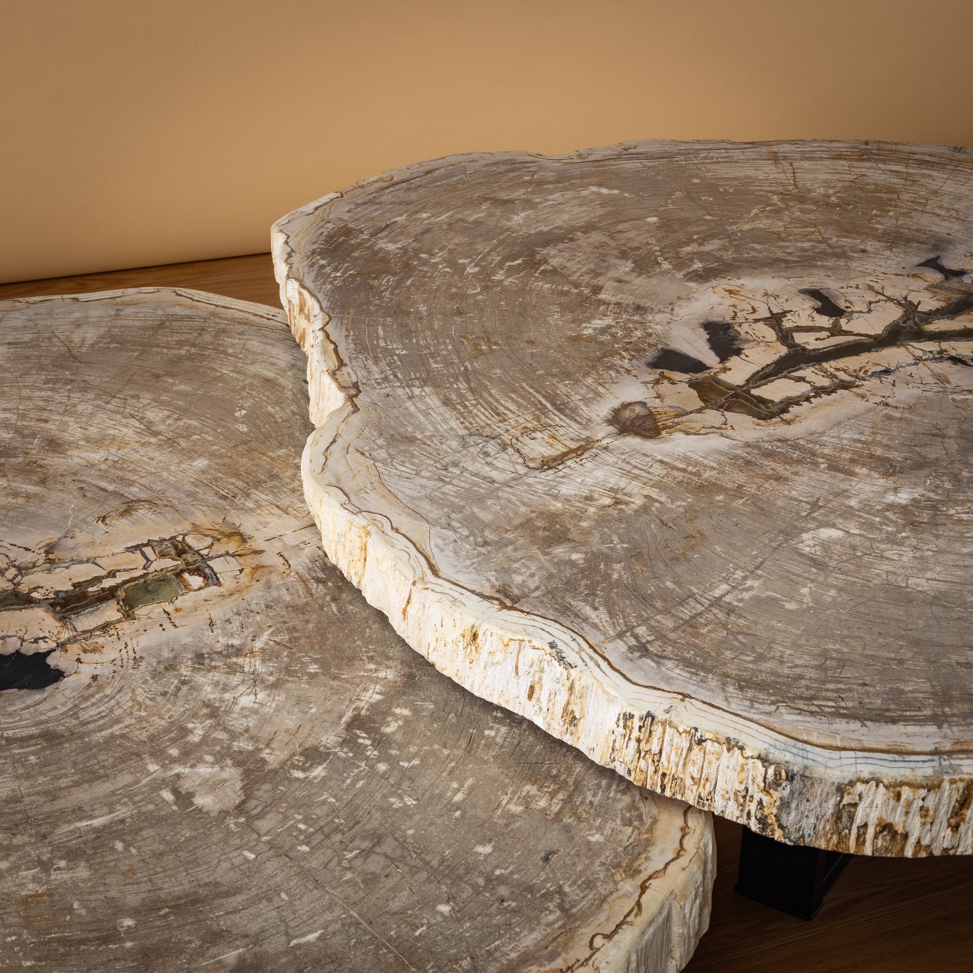 Polished Pair of Authentic Miocene Petrified Wood Coffee Tables with Black Metal Base For Sale