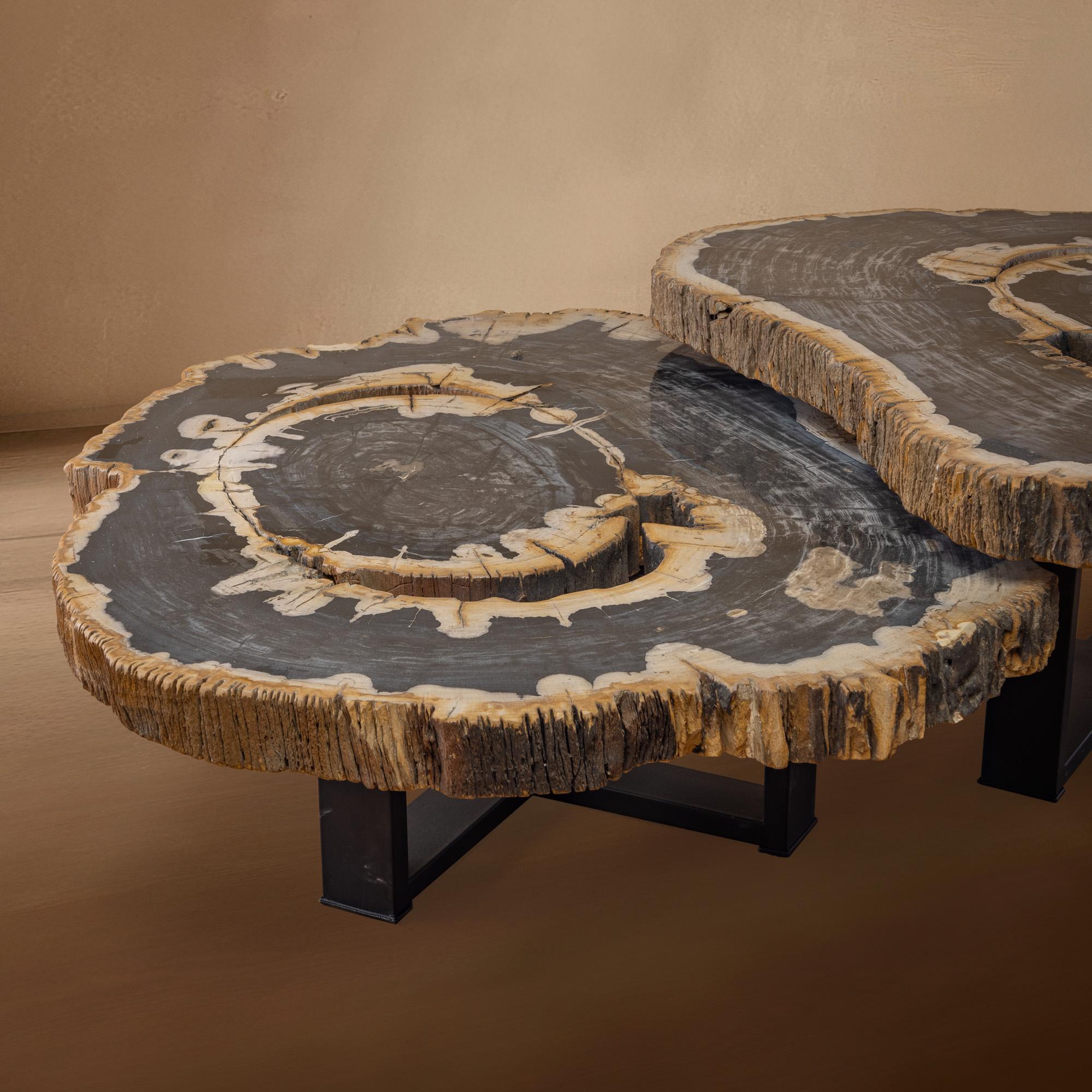 Pair of Authentic Miocene Petrified Wood Coffee Tables with Black Metal Base In New Condition For Sale In Polanco, CDMX