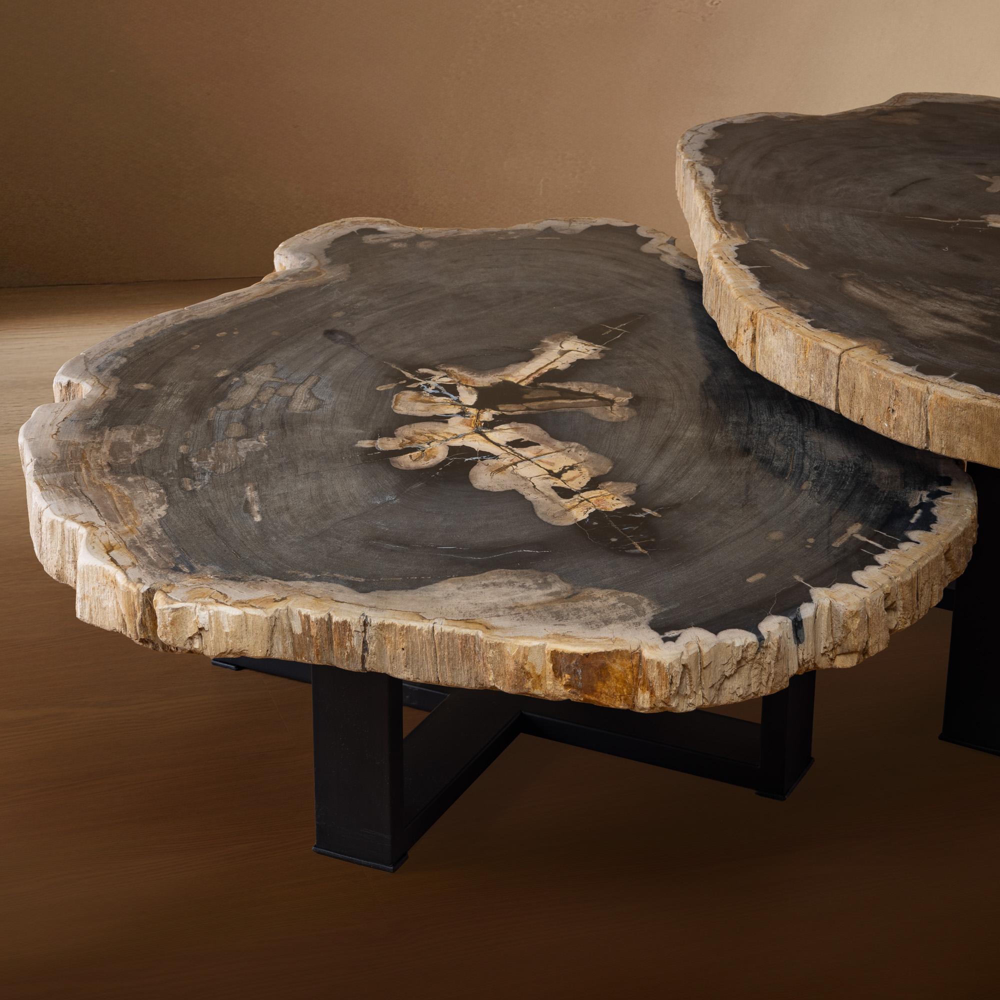 Pair of Authentic Miocene Petrified Wood Coffee Tables with Black Metal Base In New Condition For Sale In Polanco, CDMX