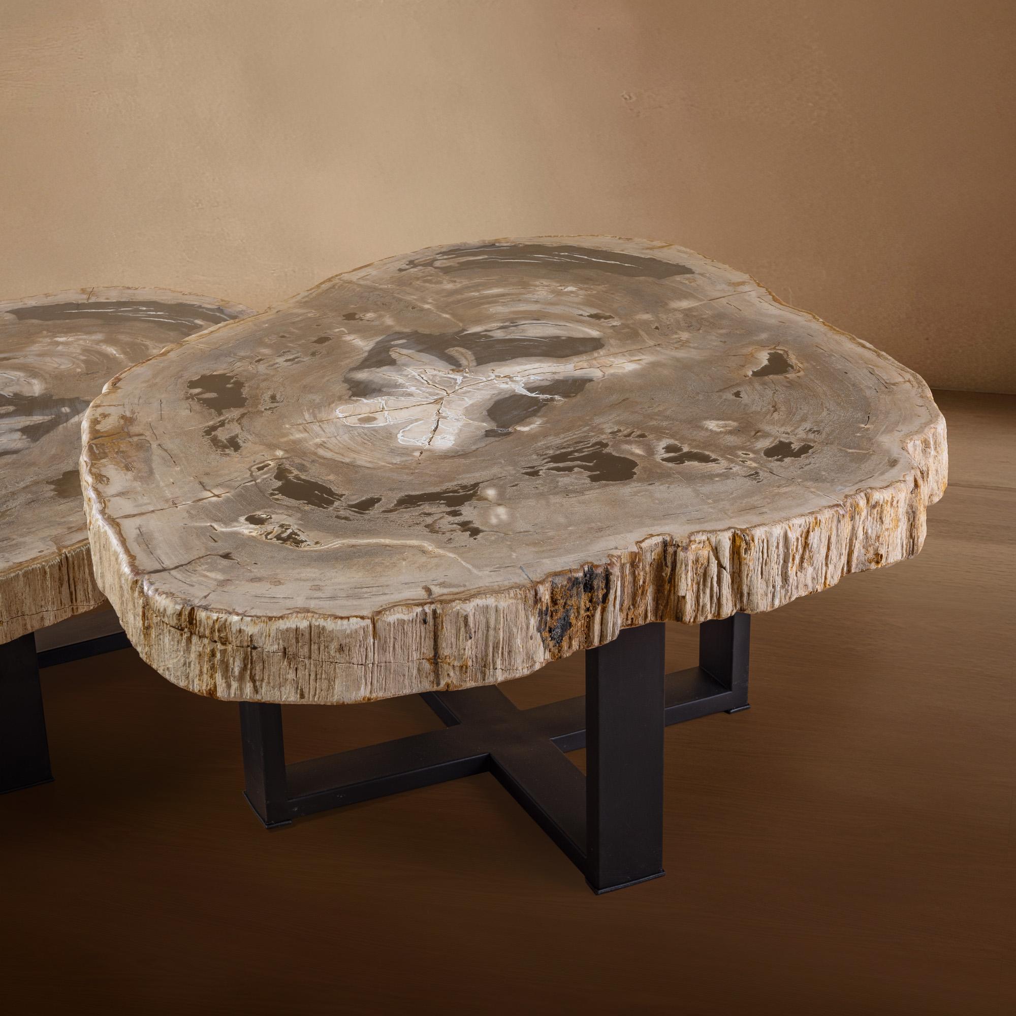 Contemporary Pair of Authentic Miocene Petrified Wood Coffee Tables with Black Metal Base For Sale