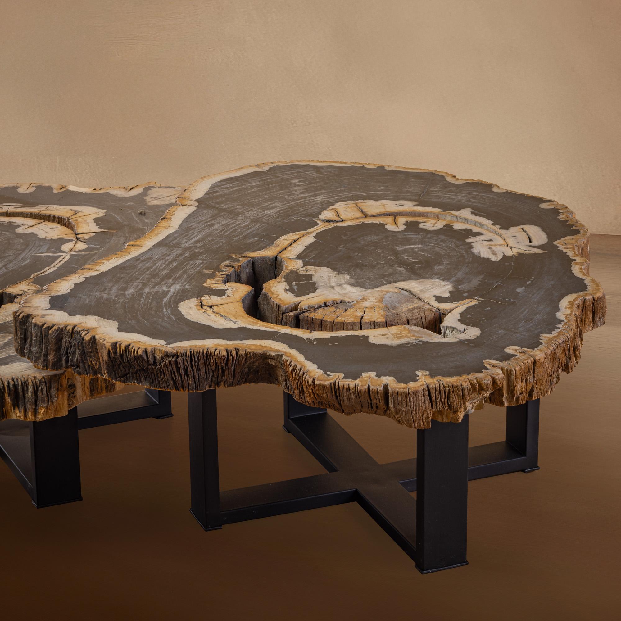 Contemporary Pair of Authentic Miocene Petrified Wood Coffee Tables with Black Metal Base For Sale