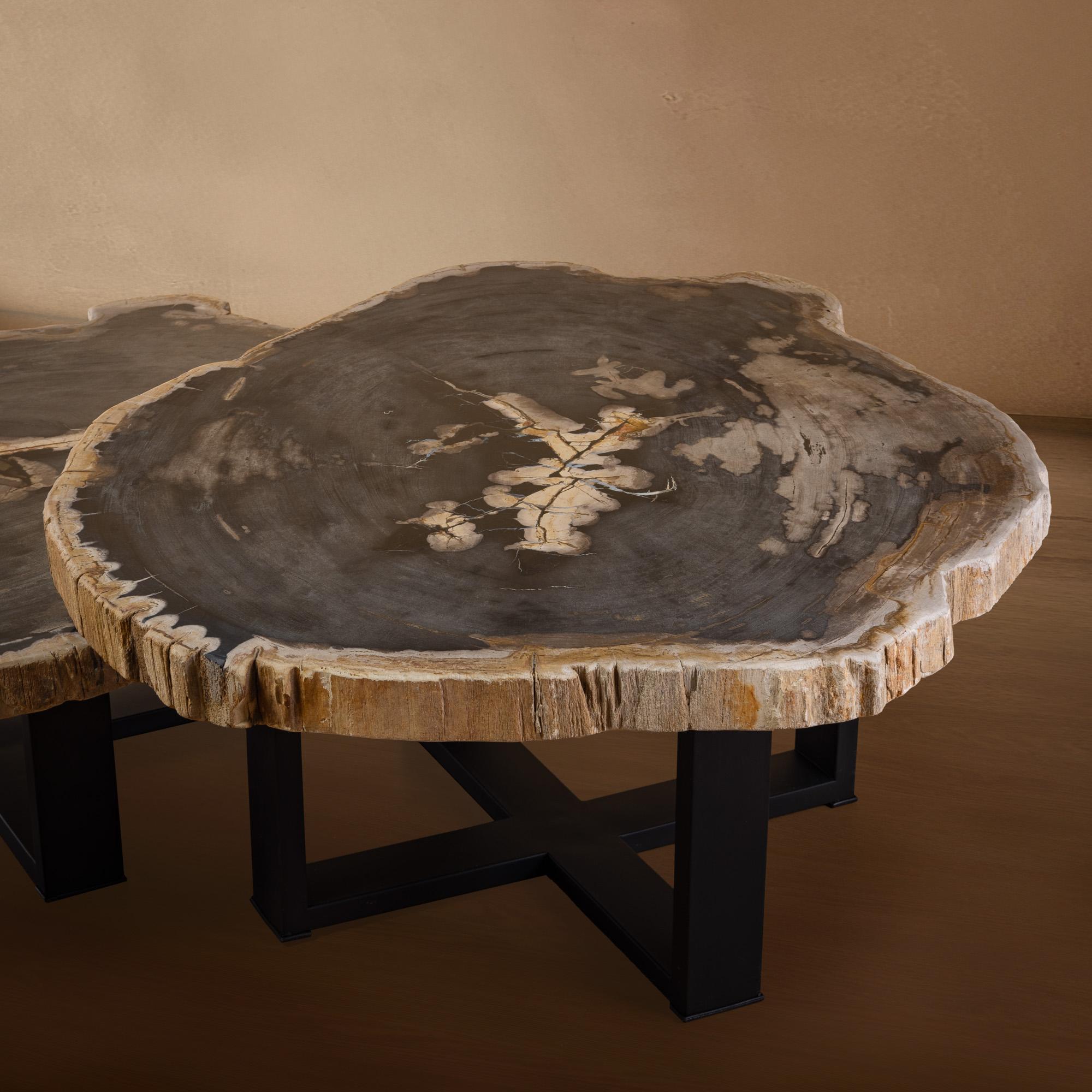 Contemporary Pair of Authentic Miocene Petrified Wood Coffee Tables with Black Metal Base For Sale