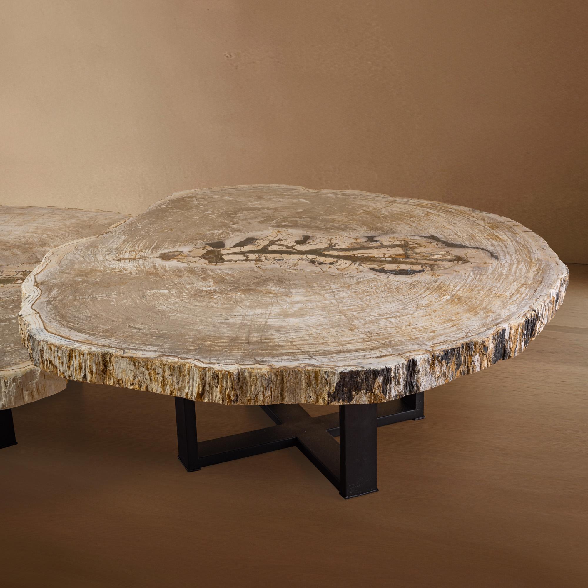 Contemporary Pair of Authentic Miocene Petrified Wood Coffee Tables with Black Metal Base For Sale