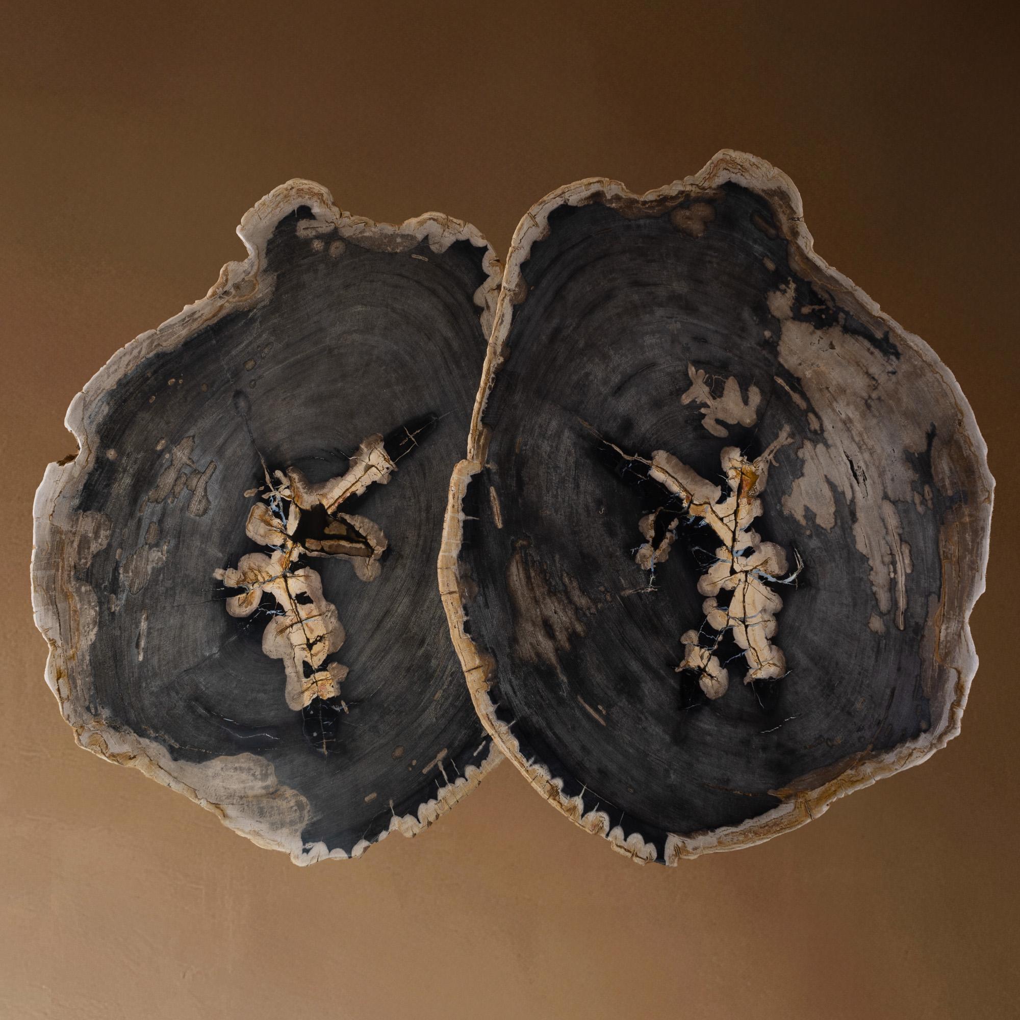 Pair of Authentic Miocene Petrified Wood Coffee Tables with Black Metal Base For Sale 1