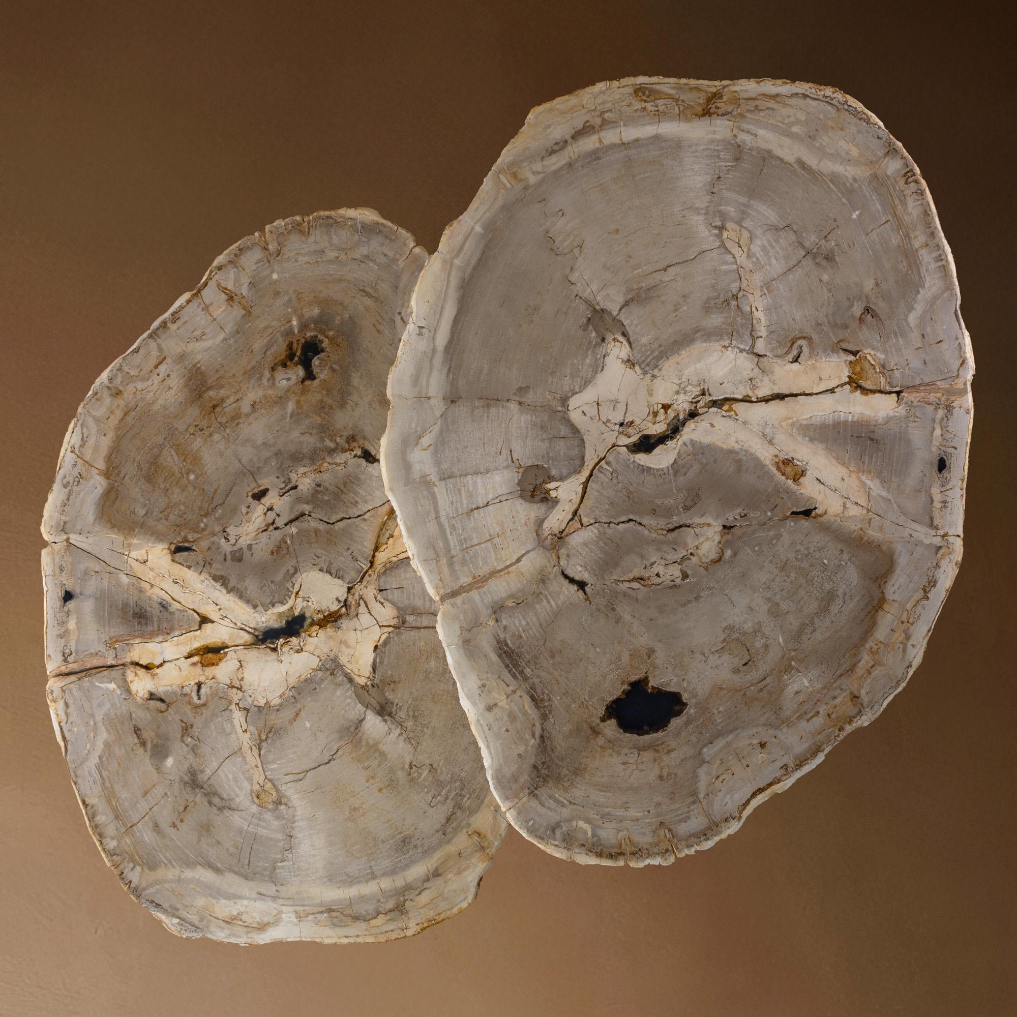Metallo Coppia di autentici tavolini in legno pietrificato del Miocene con base in metallo nero in vendita