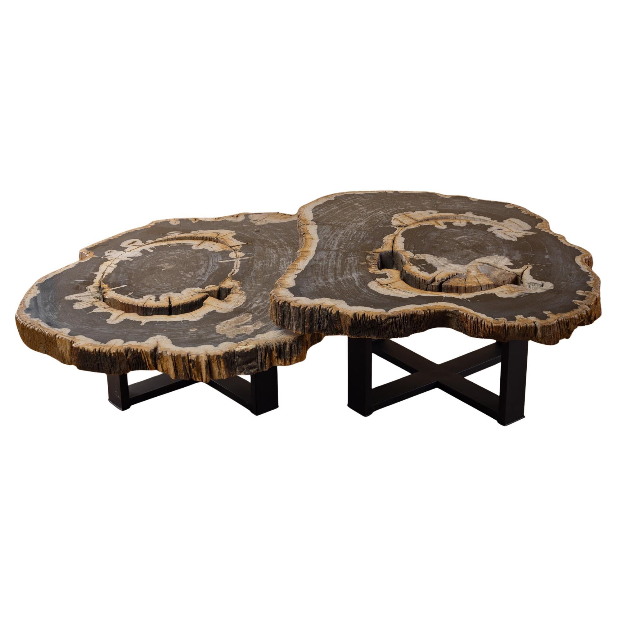 Pair of Authentic Miocene Petrified Wood Coffee Tables with Black Metal Base