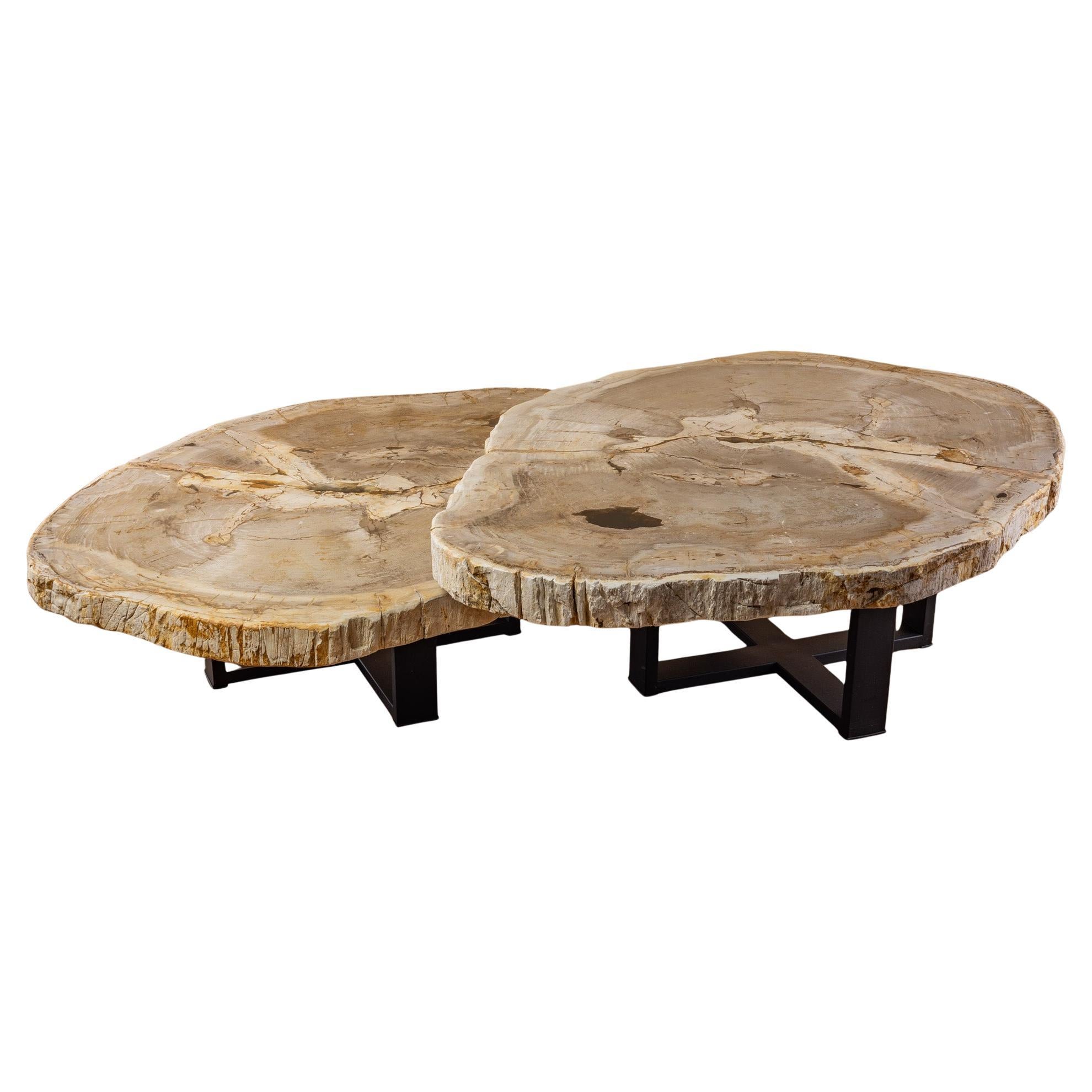 Coppia di autentici tavolini in legno pietrificato del Miocene con base in metallo nero