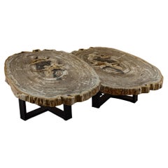 Pair of Authentic Miocene Petrified Wood Coffee Tables with Black Metal Base