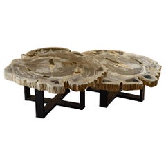 Pair of Authentic Miocene Petrified Wood Coffee Tables with Black Metal Base