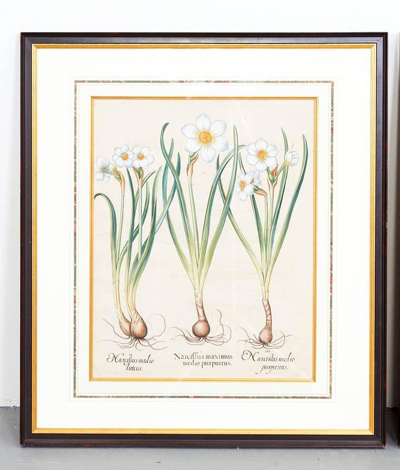 Atractiva pareja de grabados botánicos de Narciso del siglo XVII, obra de Basilius Besler. Besler (1561-1629) fue un destacado botánico y boticario de Núremberg. Se le encomendó la tarea de cuidar el jardín de Johann Konrad von Gemmingen, príncipe