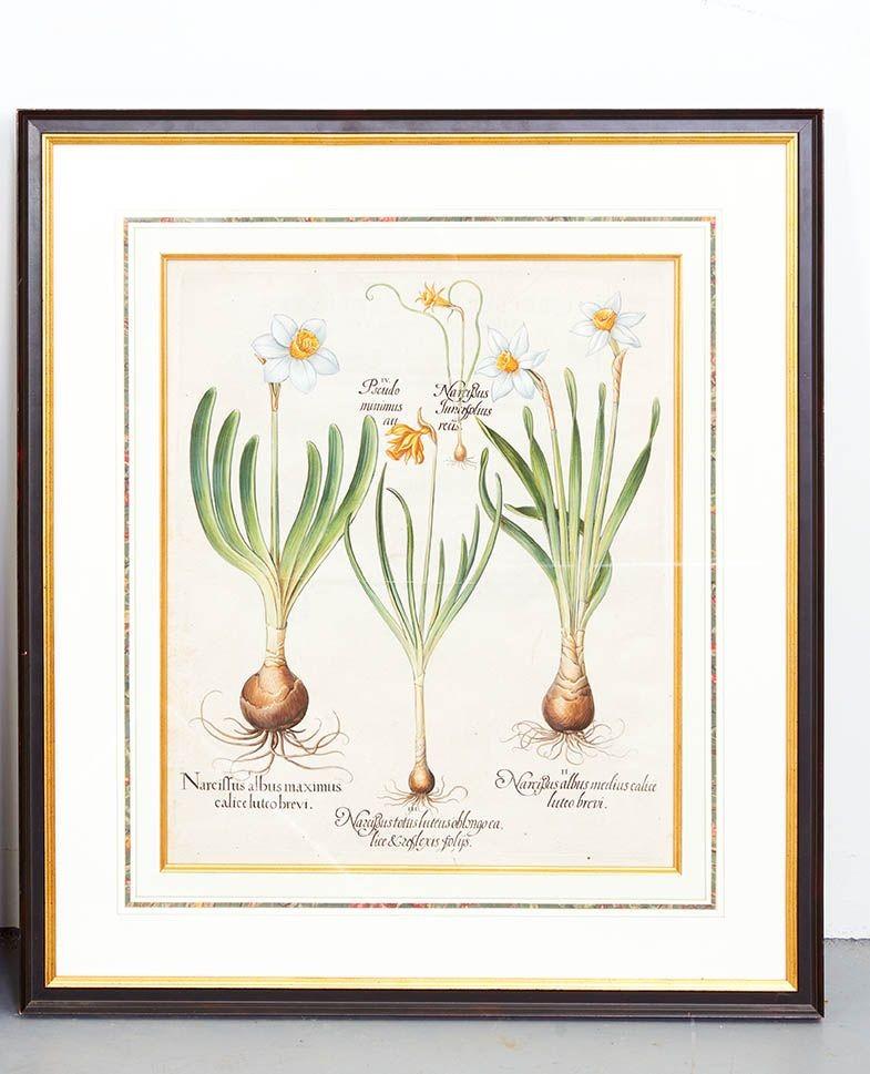 Pareja de grabados de Narciso de Basilius Besler en Bueno estado para la venta en Greenwich, CT