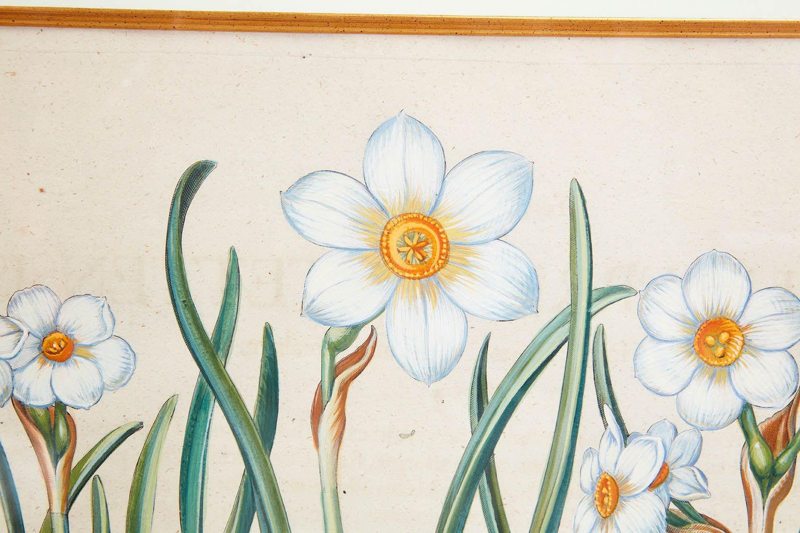 Pareja de grabados de Narciso de Basilius Besler siglo XVIII y antes en venta