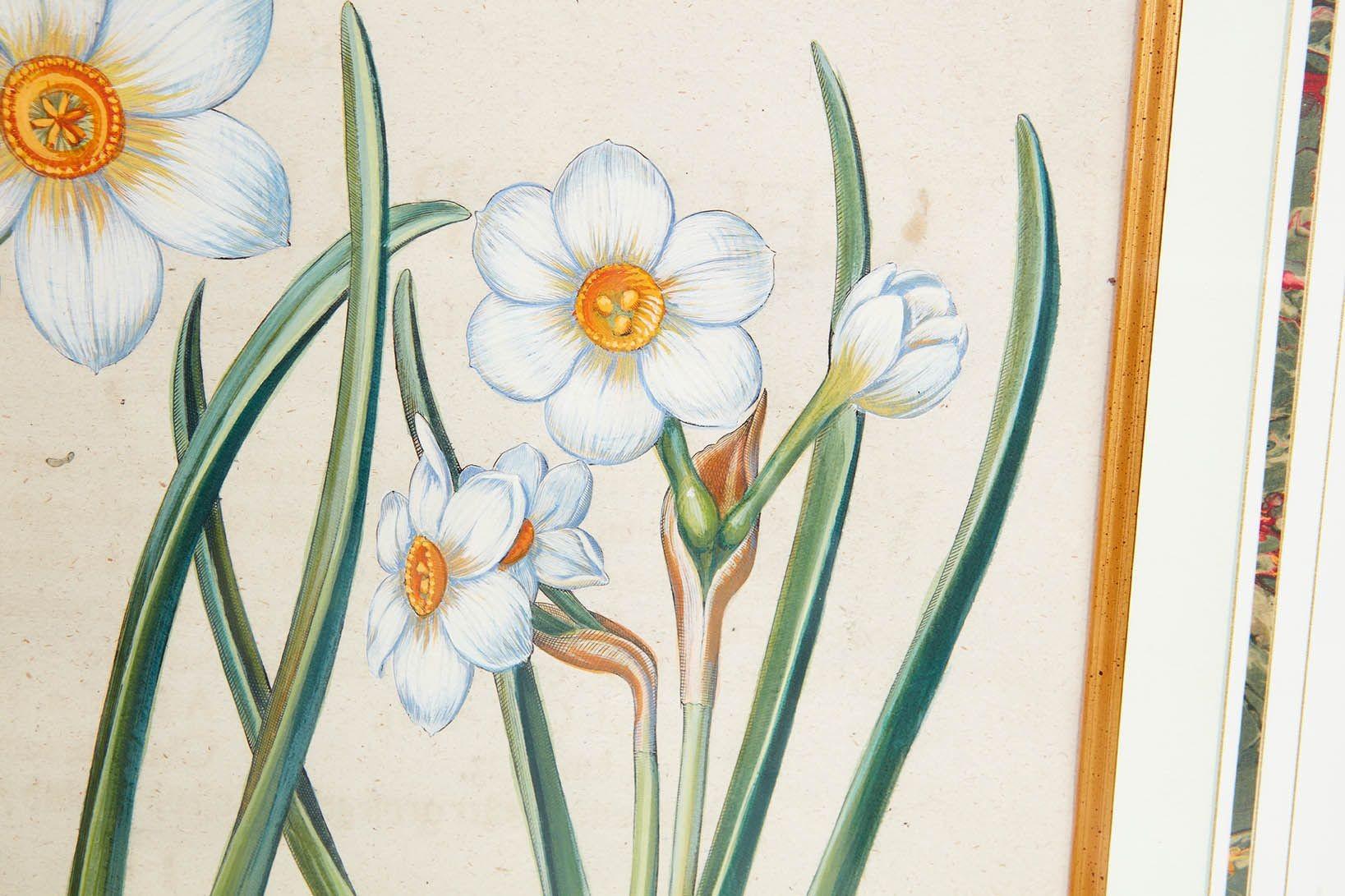 Pareja de grabados de Narciso de Basilius Besler Papel en venta