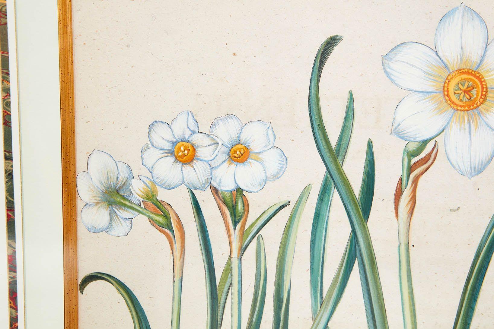 Pareja de grabados de Narciso de Basilius Besler en venta 1