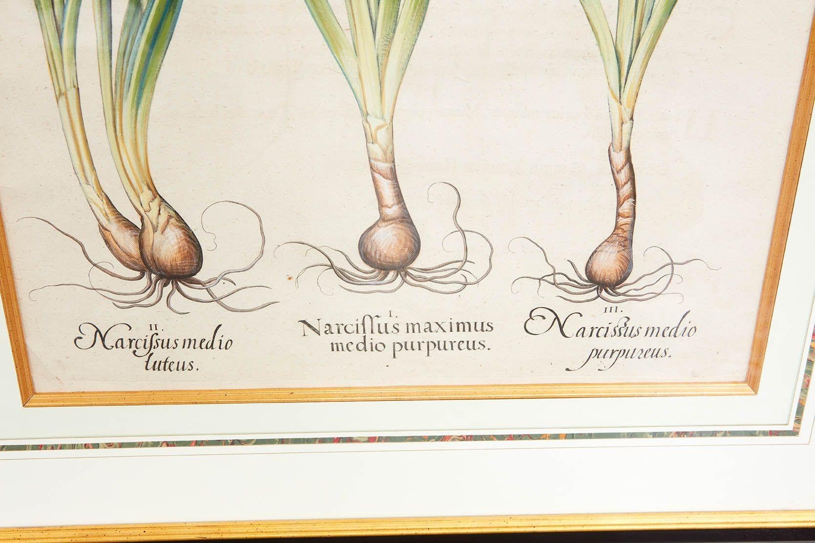 Pareja de grabados de Narciso de Basilius Besler en venta 2