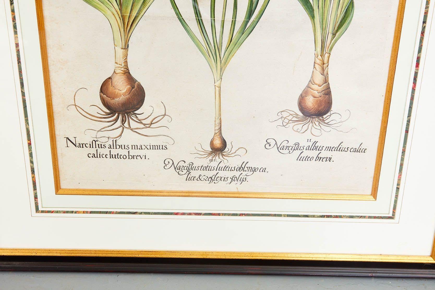 Pareja de grabados de Narciso de Basilius Besler en venta 3