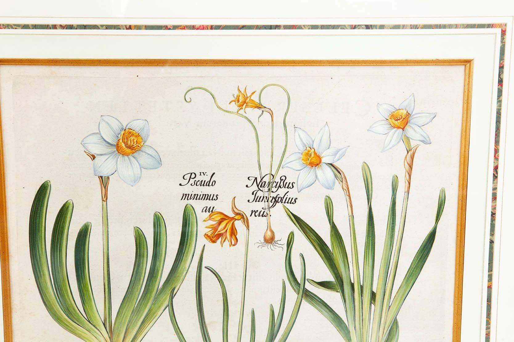 Pareja de grabados de Narciso de Basilius Besler en venta 4