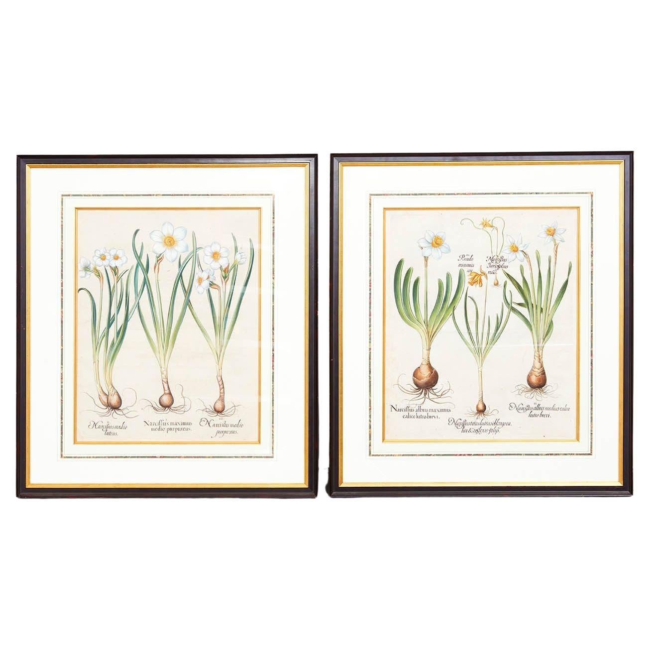 Coppia di incisioni di Narciso di Basilius Besler