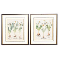 Coppia di incisioni di Narciso di Basilius Besler