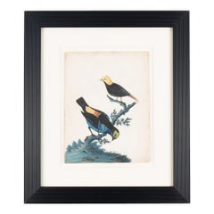 Pair of basso-relievo ornithological studies by Isaac Spackman, 1754-69