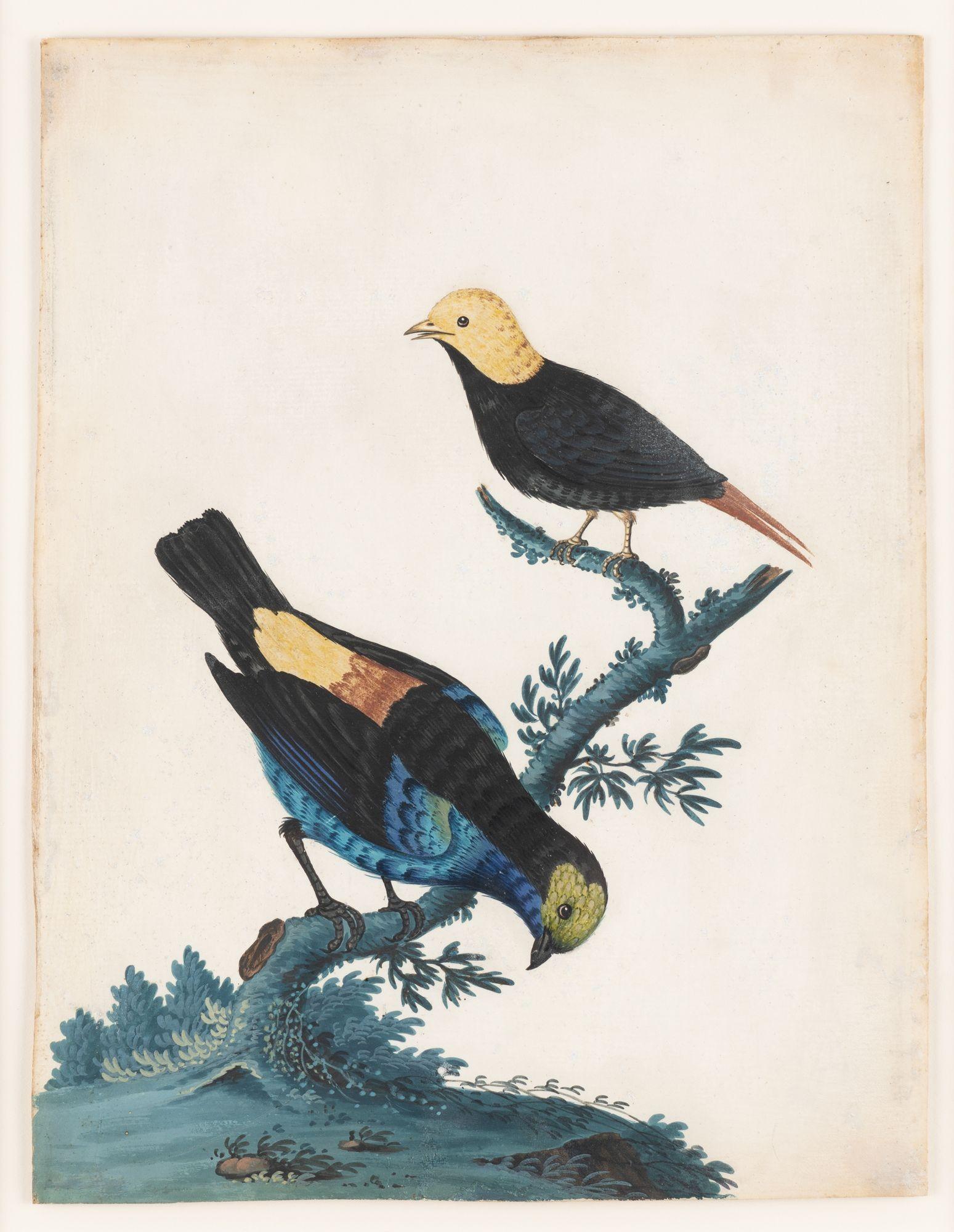 Pair of basso-relievo ornithological studies by Isaac Spackman, 1754-69 In Good Condition For Sale In Kenilworth, IL