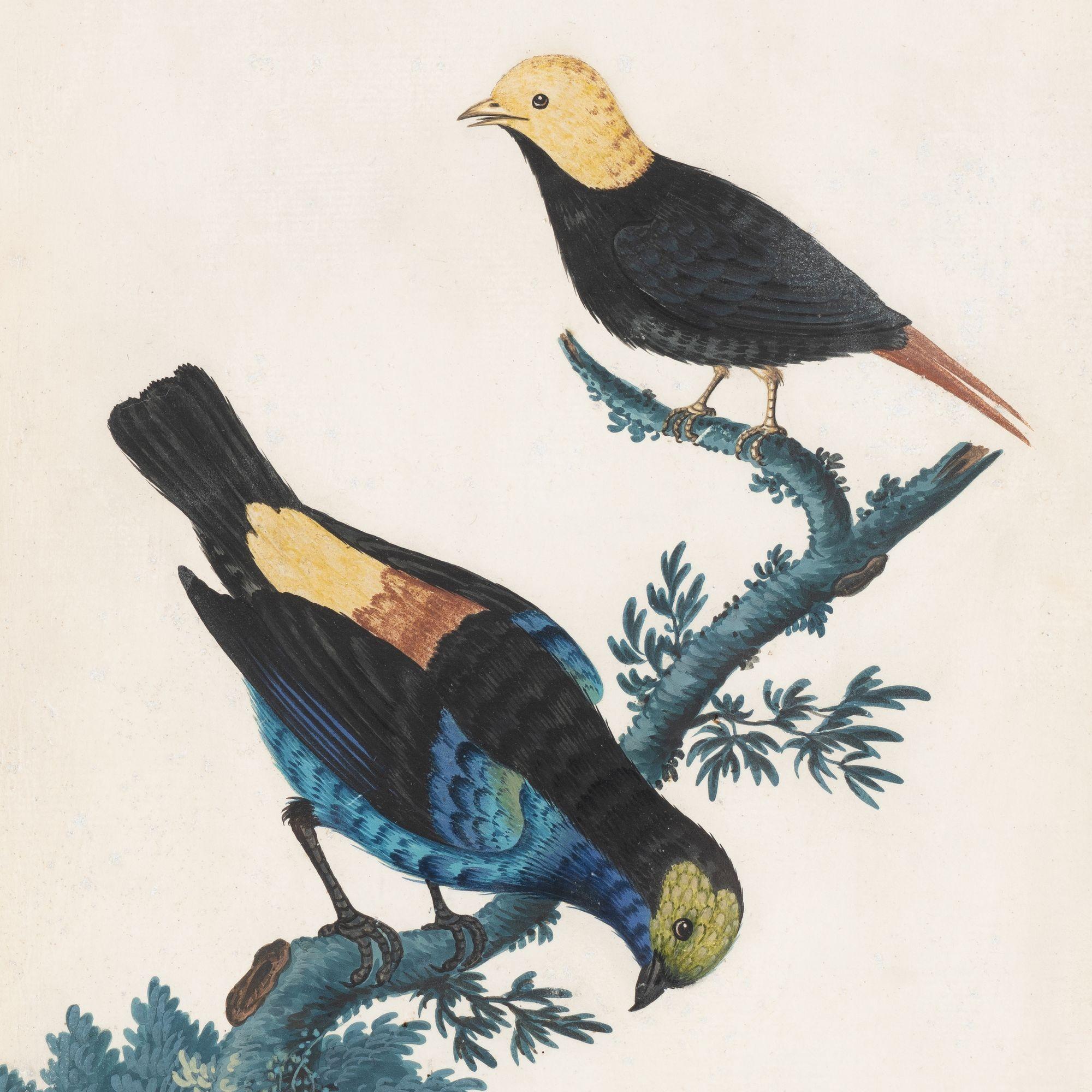 18th Century Pair of basso-relievo ornithological studies by Isaac Spackman, 1754-69 For Sale