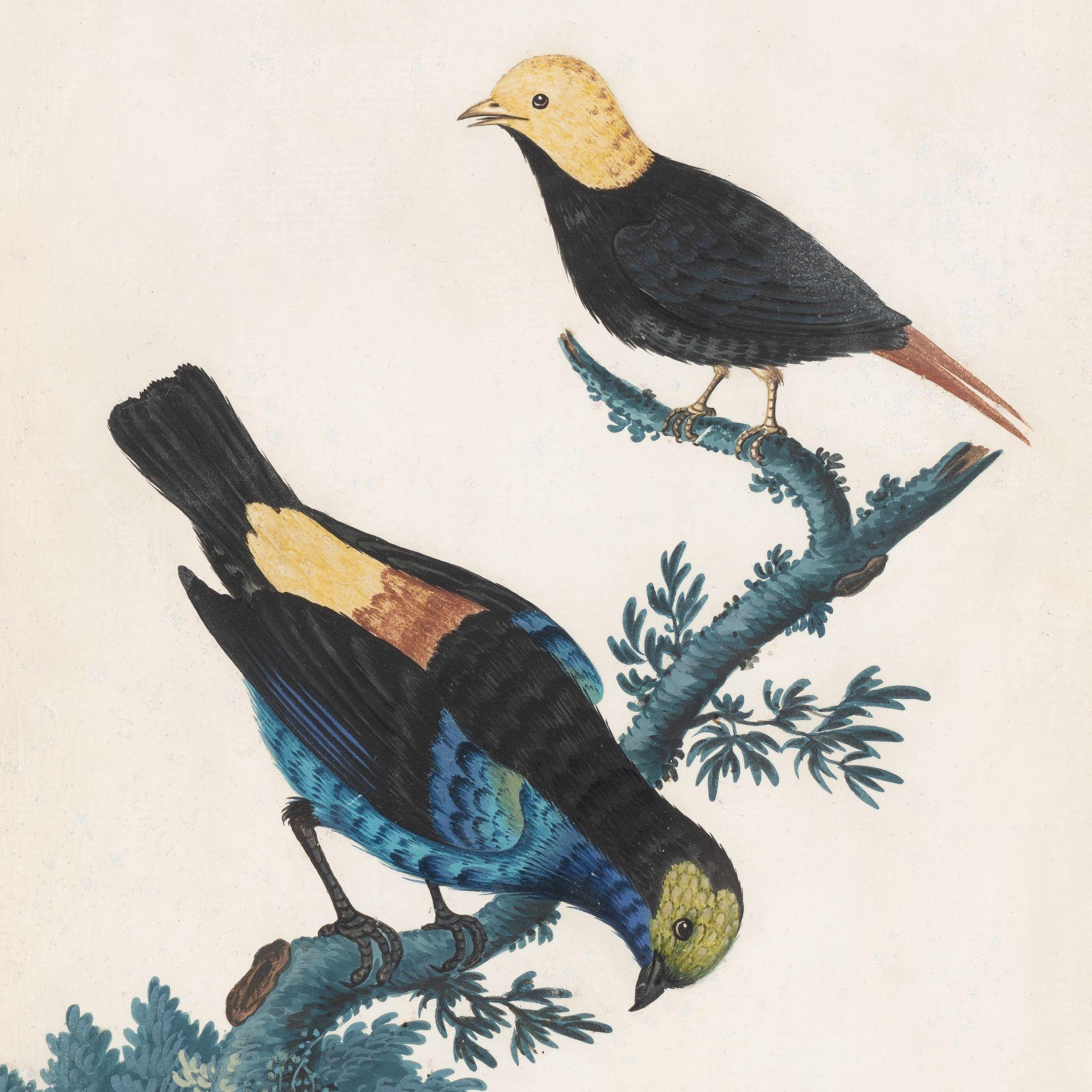 Ein Paar basso-relievo- ornithologische Studien von Isaac Spackman, 1754-69 im Zustand „Gut“ im Angebot in Kenilworth, IL
