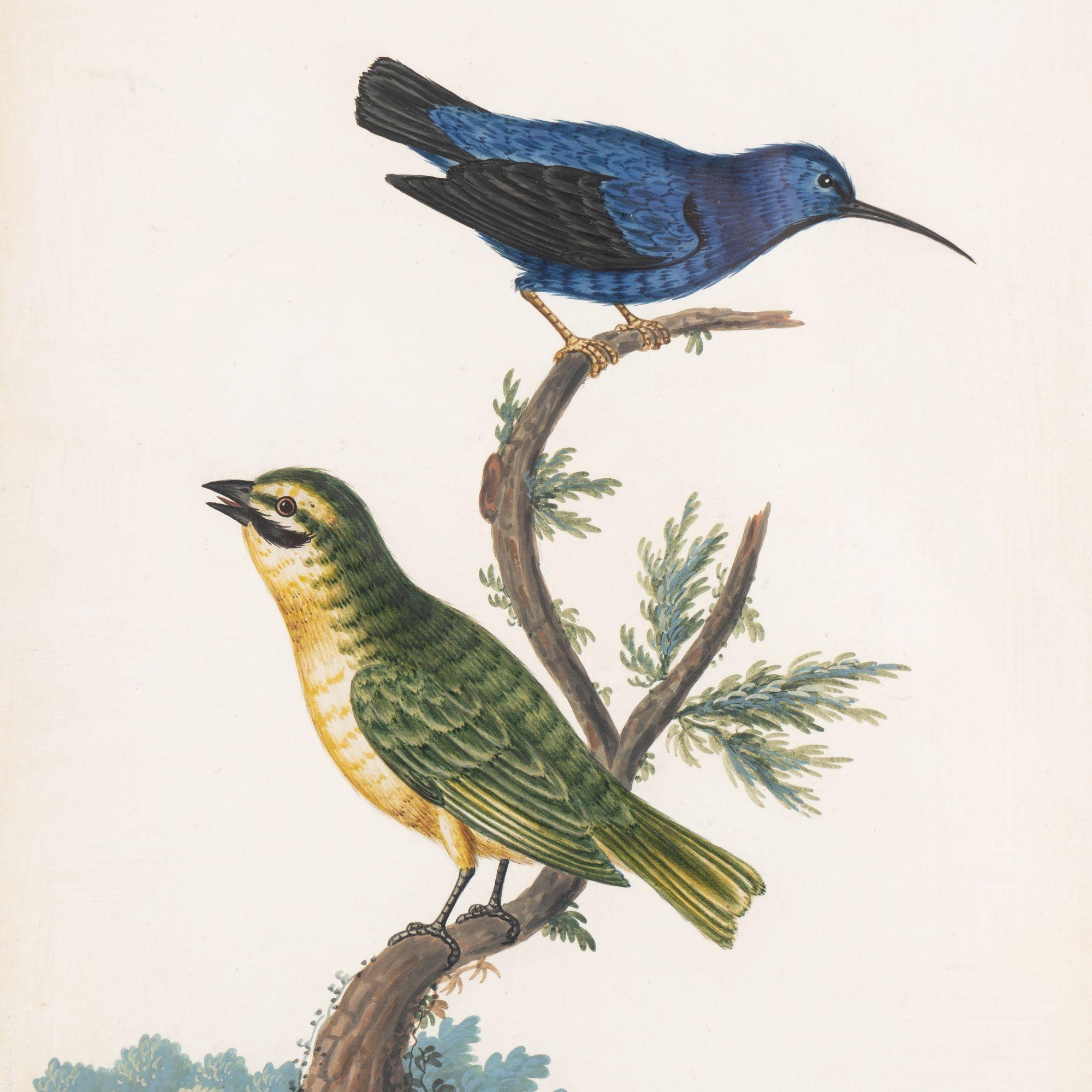 Pair of basso-relievo ornithological studies by Isaac Spackman, 1754-69 For Sale 4