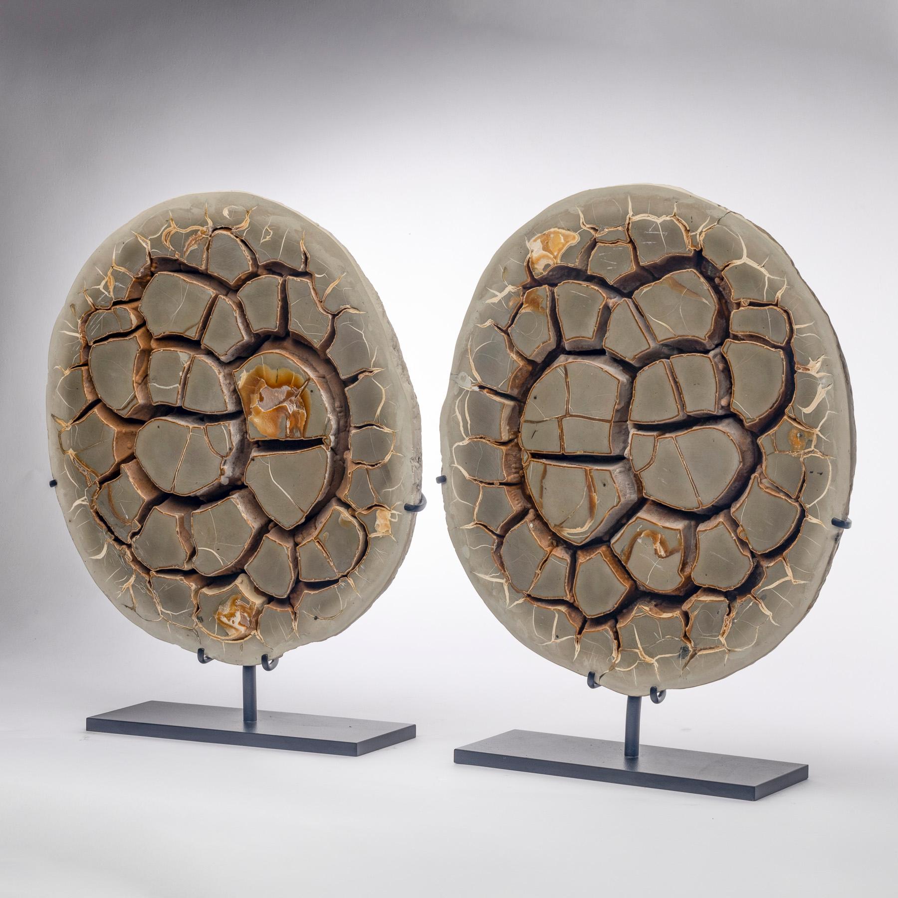 Pair of Belgium calcite Septarian nodule natural form on metallic base.

Its name comes from Latin “Septem”, meaning seven years. This is because these nodules tend to crack at 7 points in all directions, creating their distinctive pattern. As a