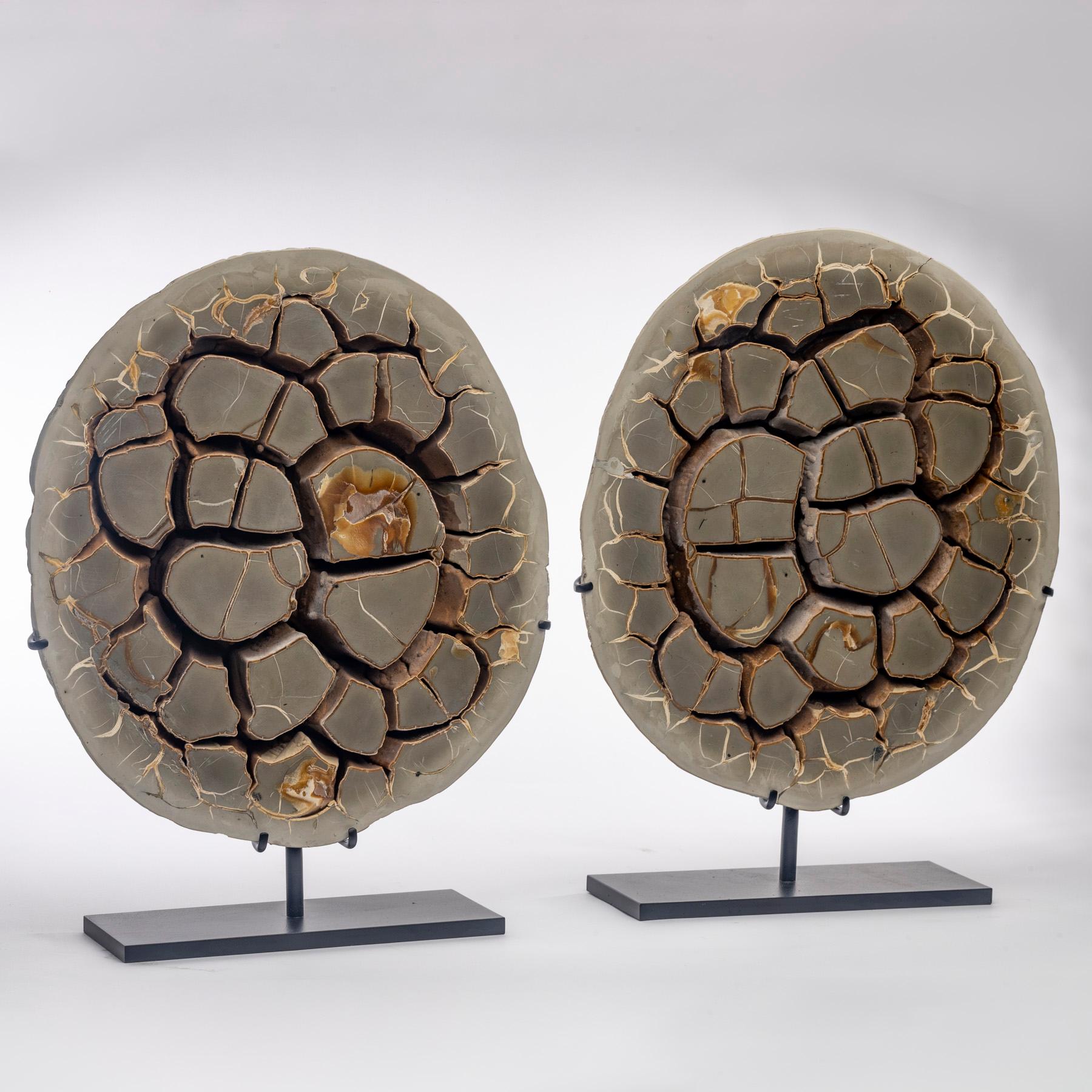 Ein Paar belgische Septarian Nodule Natural Form auf maßgefertigtem Metallic-Ständer aus Calcite (Organische Moderne) im Angebot