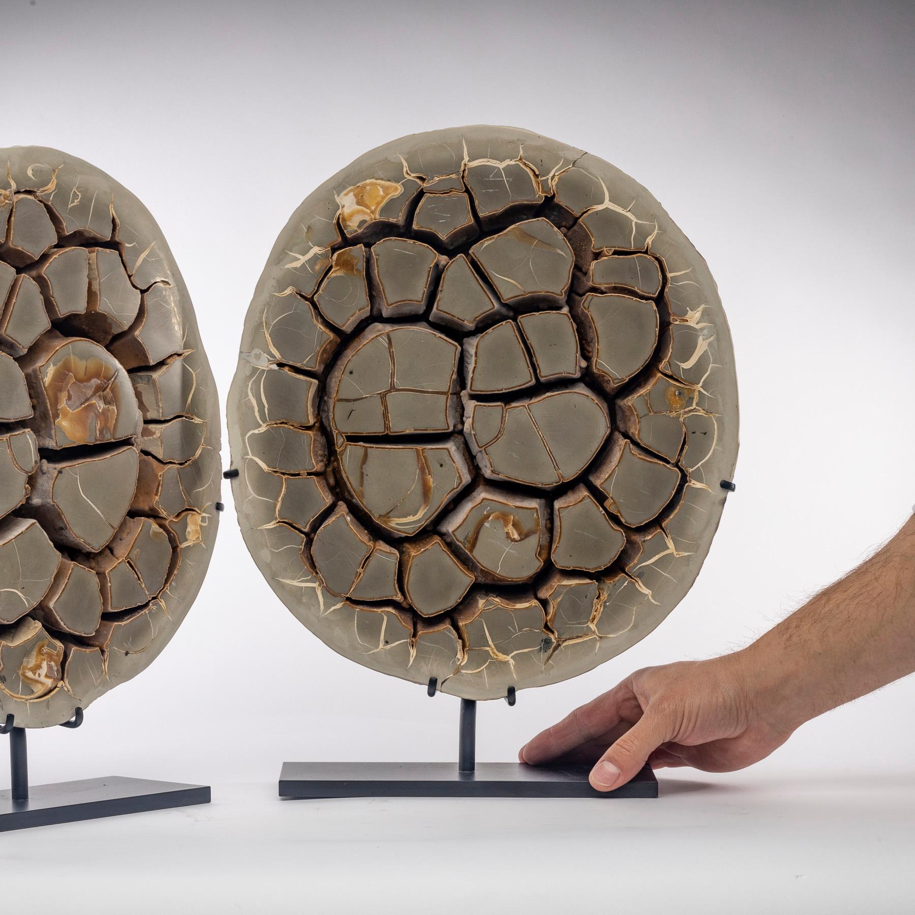 Painted Pair of Belgium Calcite Septarian Nodule Natural Form on Custom Metallic Stand For Sale