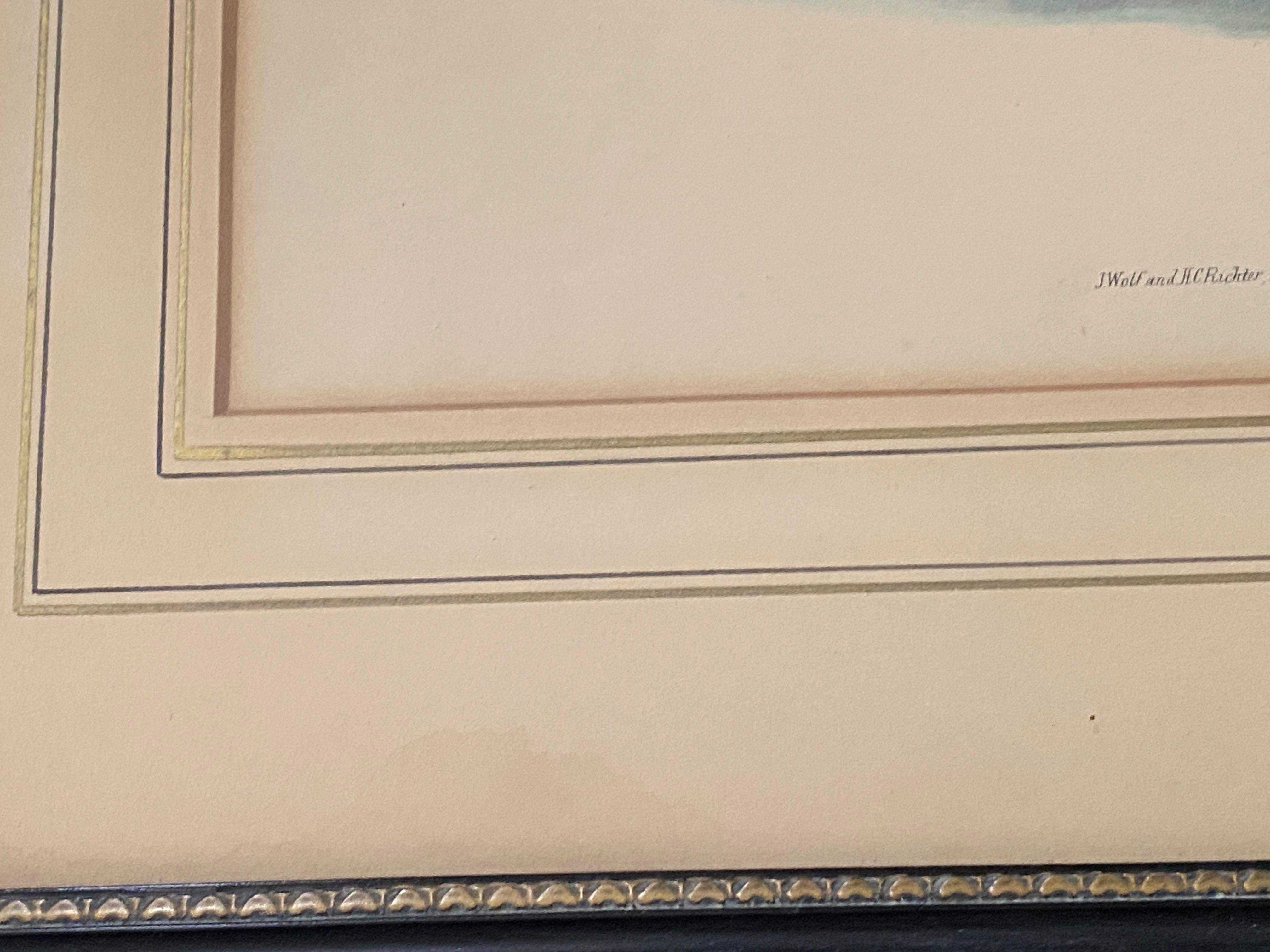 Paar Vogelzeichnungslithographien der britischen Künstler J. Wolf und H.C. Richter im Angebot 2