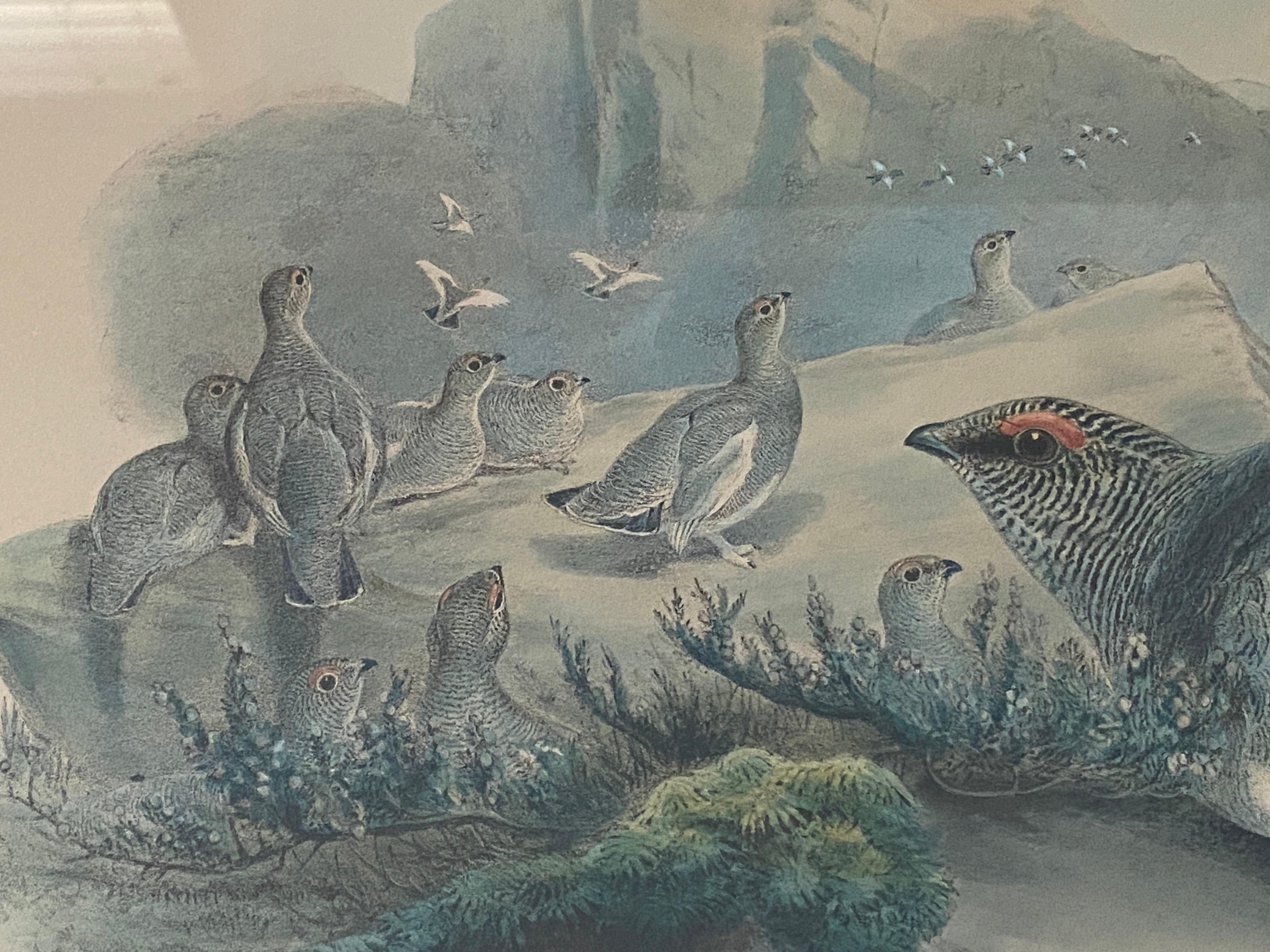 Paar Vogelzeichnungslithographien der britischen Künstler J. Wolf und H.C. Richter im Angebot 3