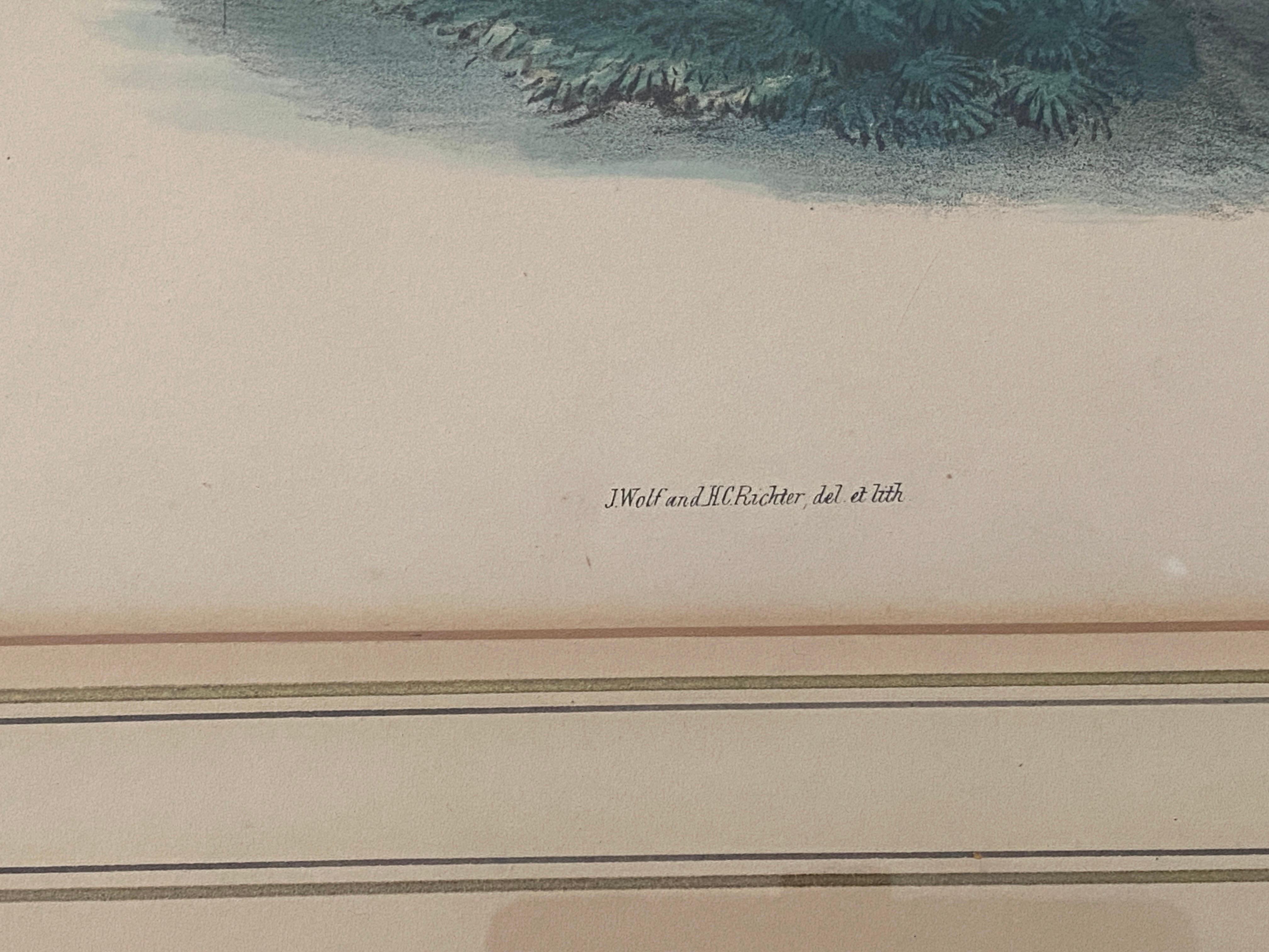 Paar Vogelzeichnungslithographien der britischen Künstler J. Wolf und H.C. Richter im Angebot 4
