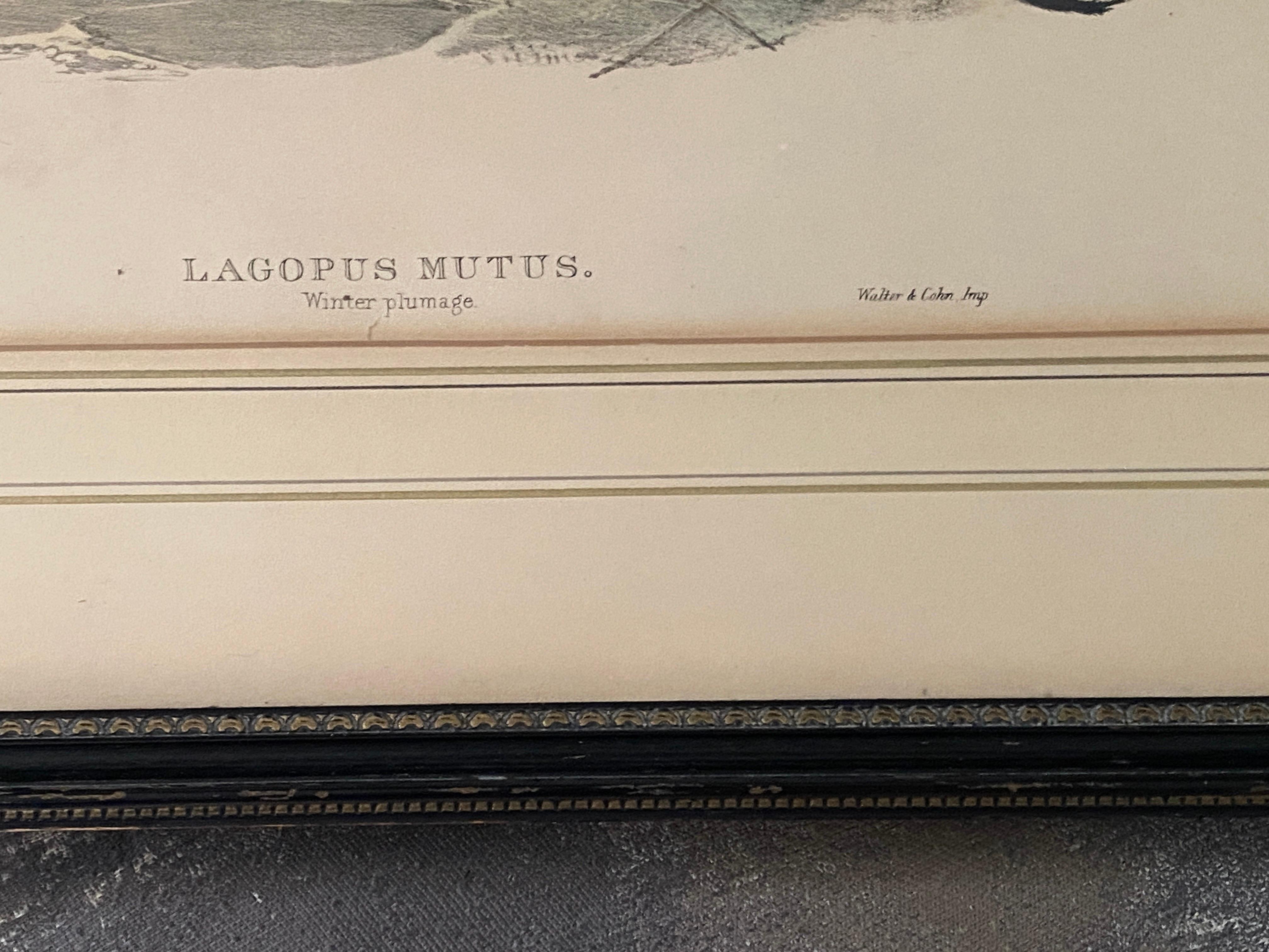 Paar Vogelzeichnungslithographien der britischen Künstler J. Wolf und H.C. Richter im Angebot 5