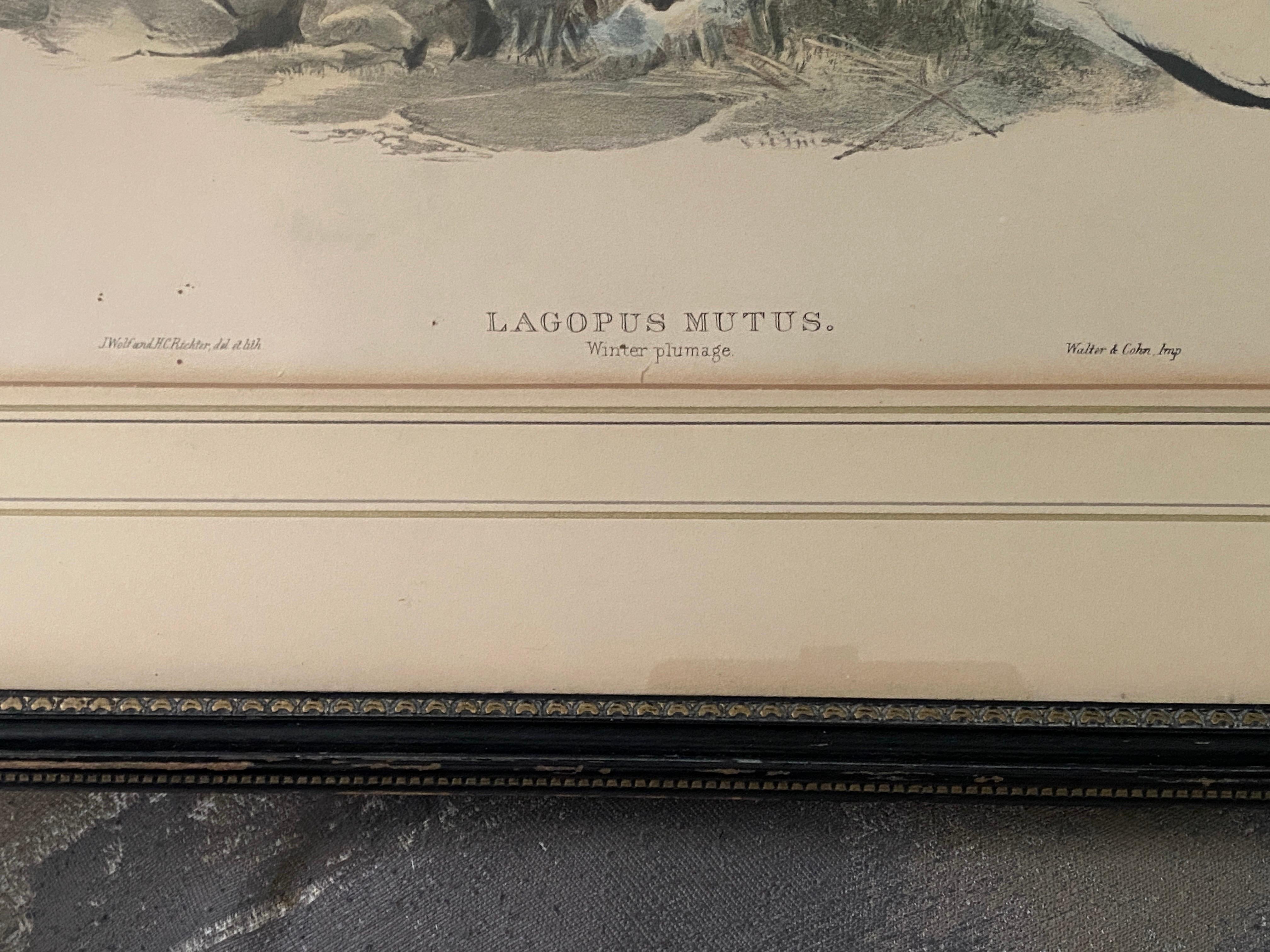 Paar Vogelzeichnungslithographien der britischen Künstler J. Wolf und H.C. Richter im Angebot 6