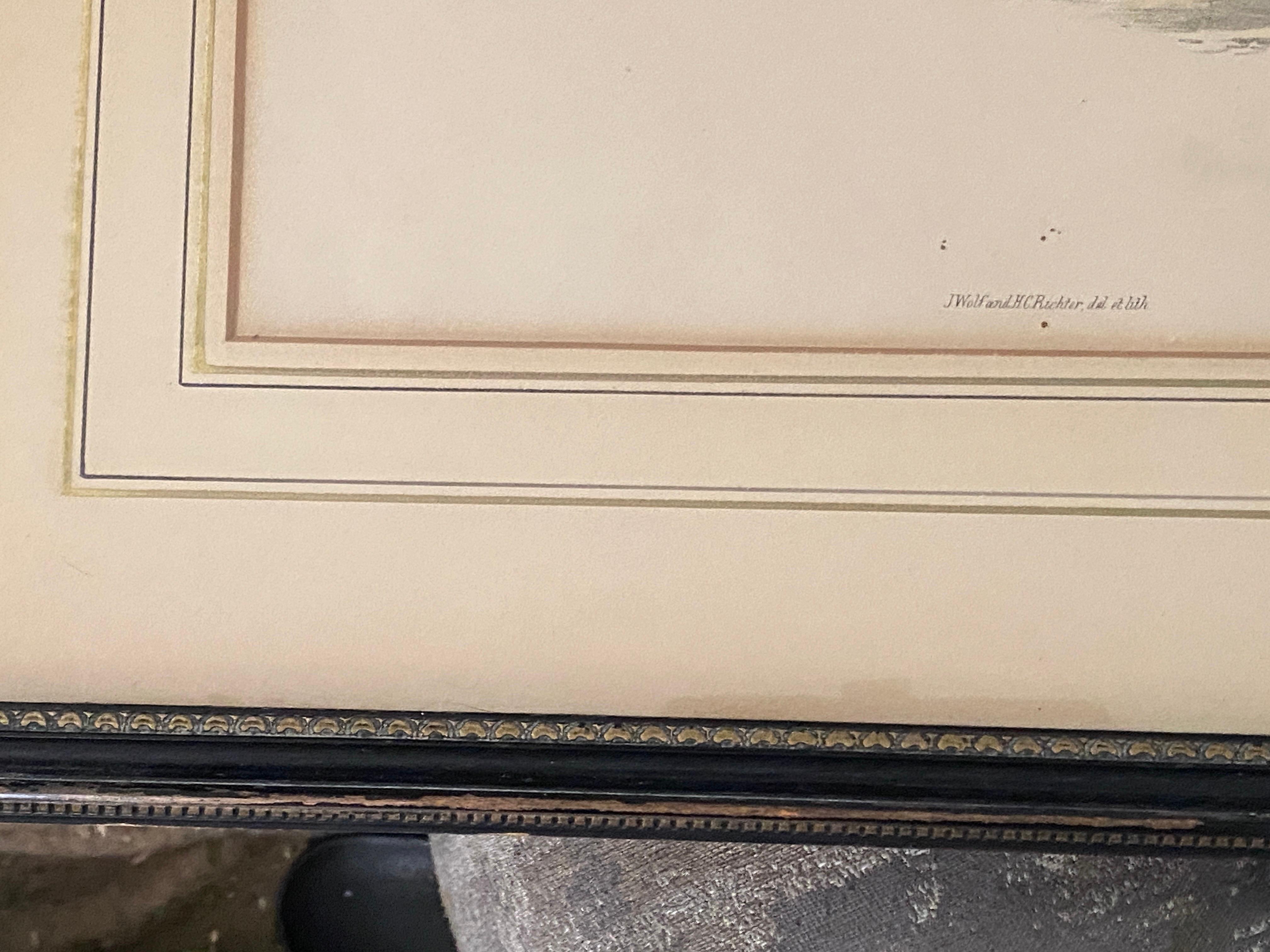 Paar Vogelzeichnungslithographien der britischen Künstler J. Wolf und H.C. Richter im Angebot 7