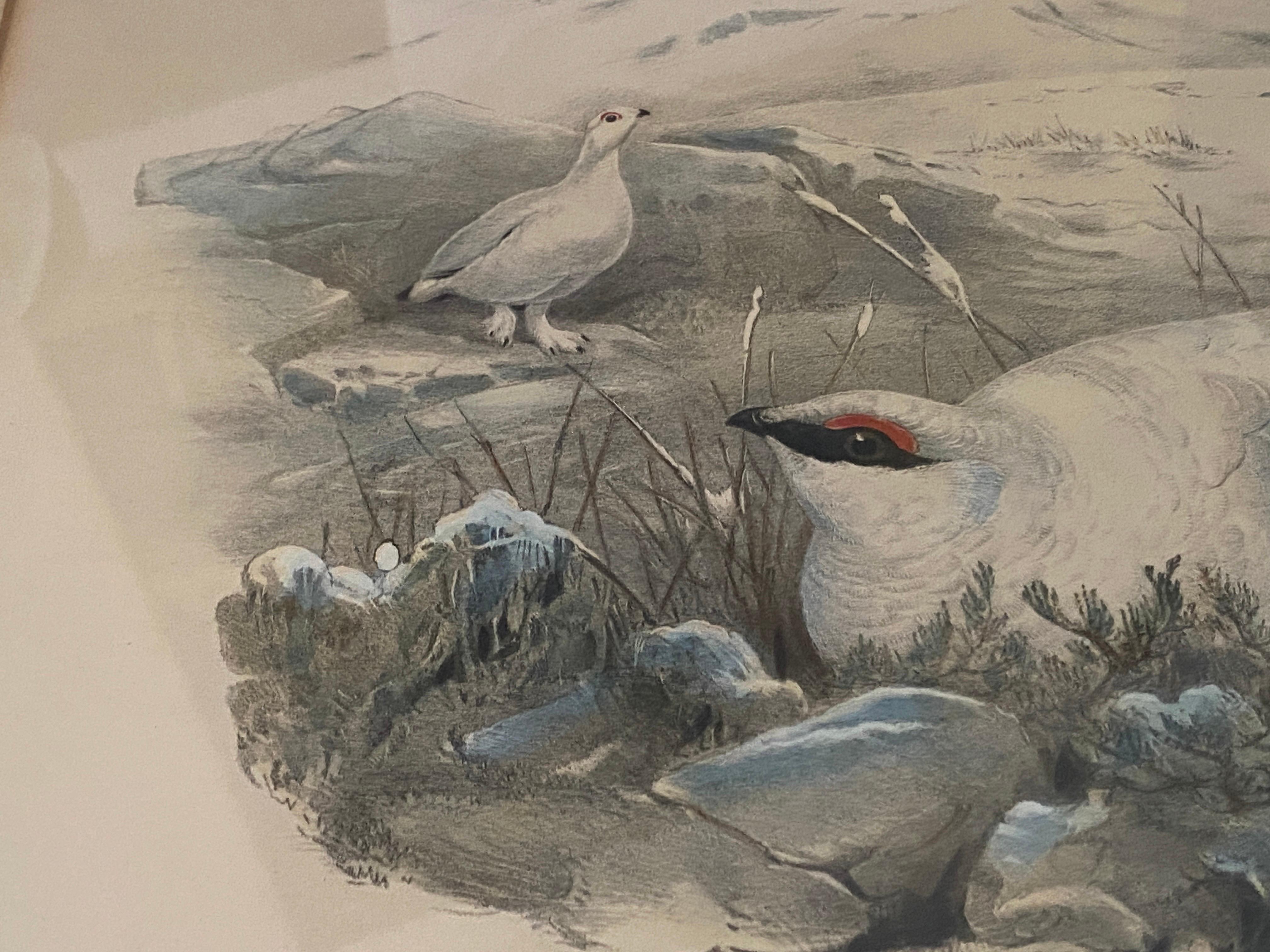 Paar Vogelzeichnungslithographien der britischen Künstler J. Wolf und H.C. Richter im Angebot 8