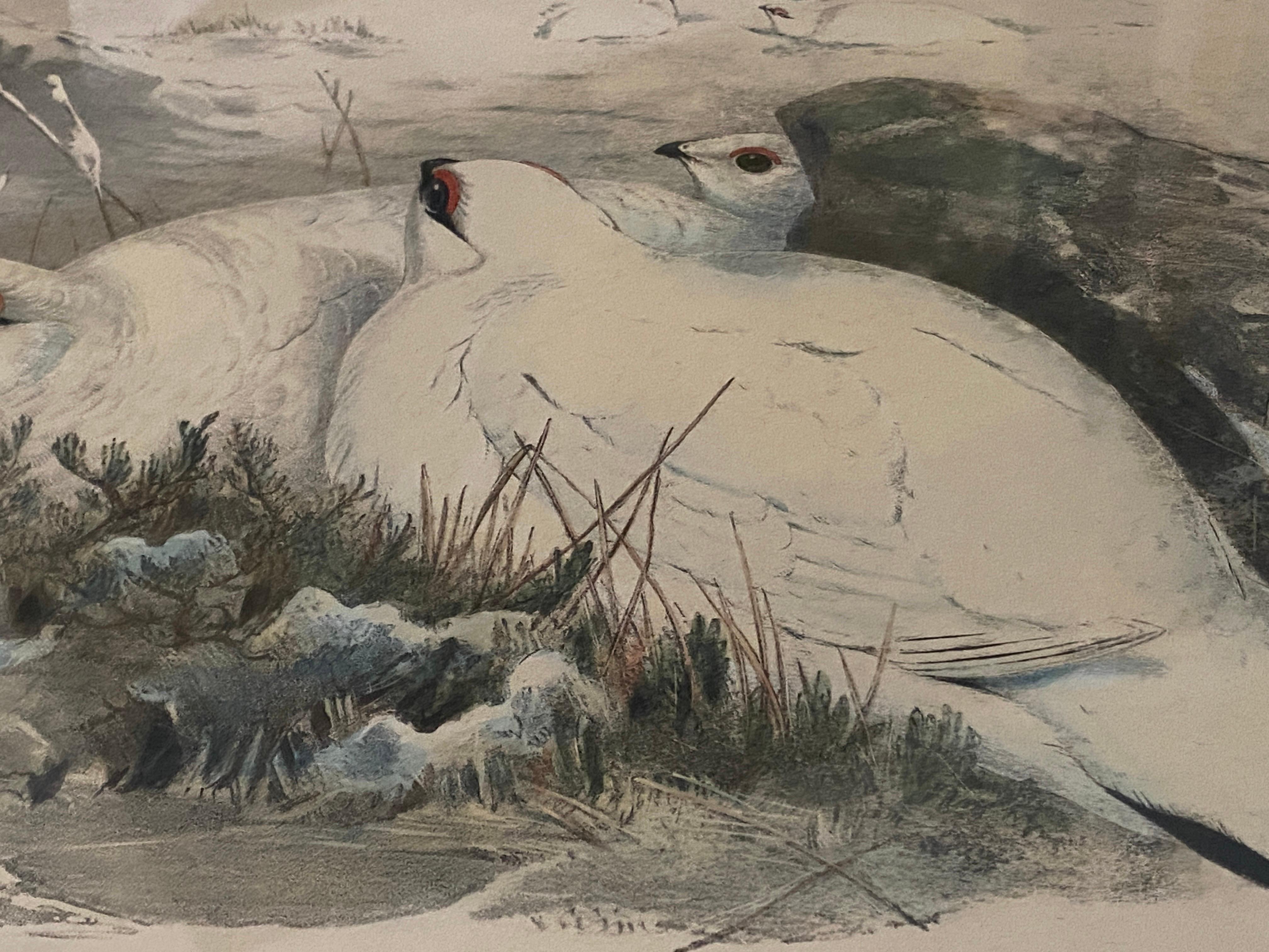 Paar Vogelzeichnungslithographien der britischen Künstler J. Wolf und H.C. Richter im Angebot 9