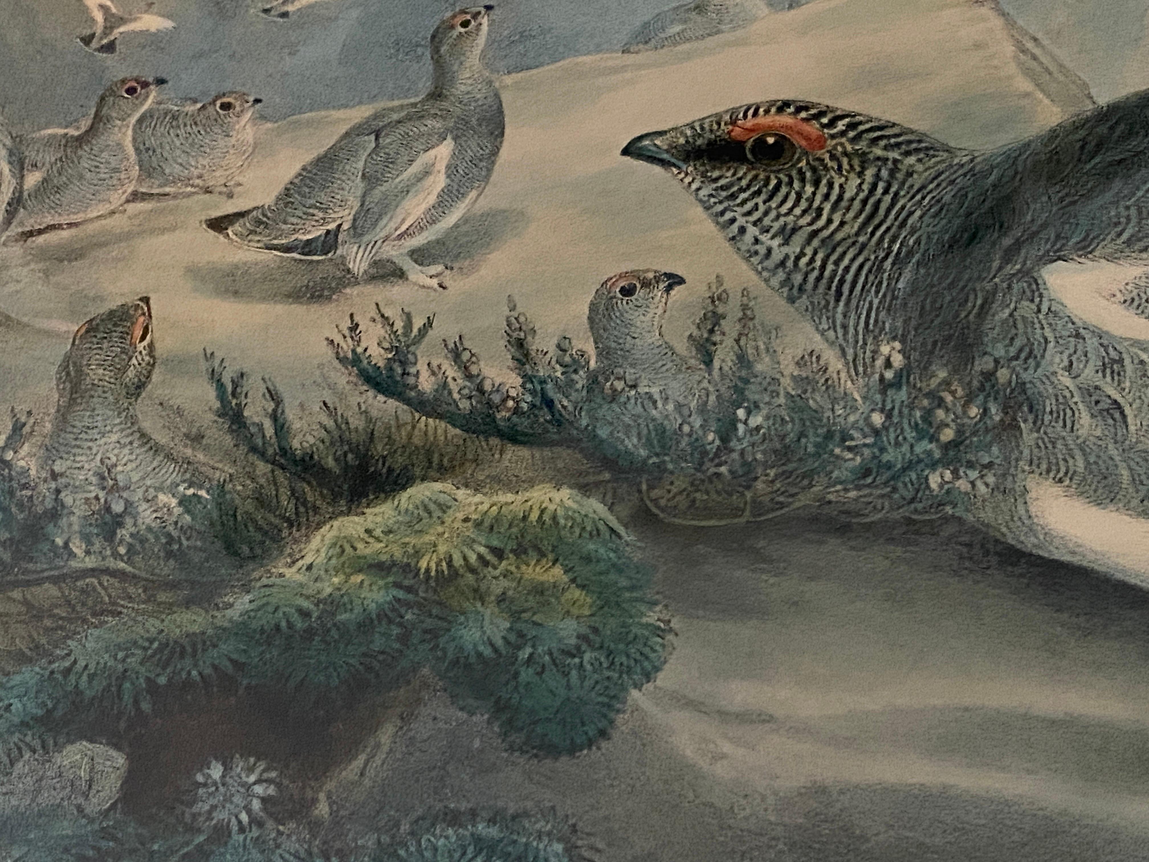 Paar Vogelzeichnungslithographien der britischen Künstler J. Wolf und H.C. Richter im Angebot 10