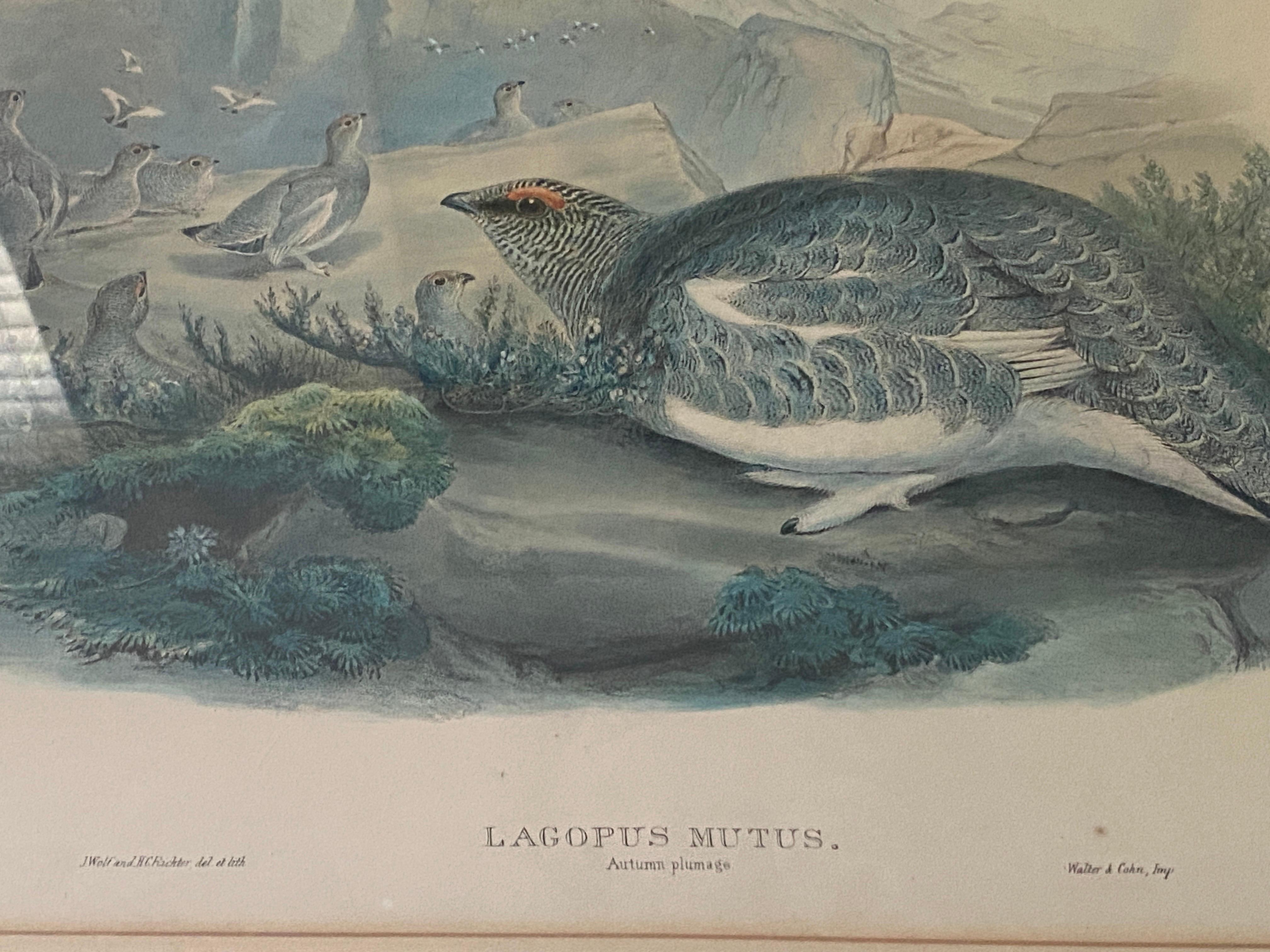 Paar Vogelzeichnungslithographien der britischen Künstler J. Wolf und H.C. Richter im Angebot 11