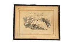 Pair of Bird Drawing Lithographs by British Artists J. Wolf and H.C. Richter