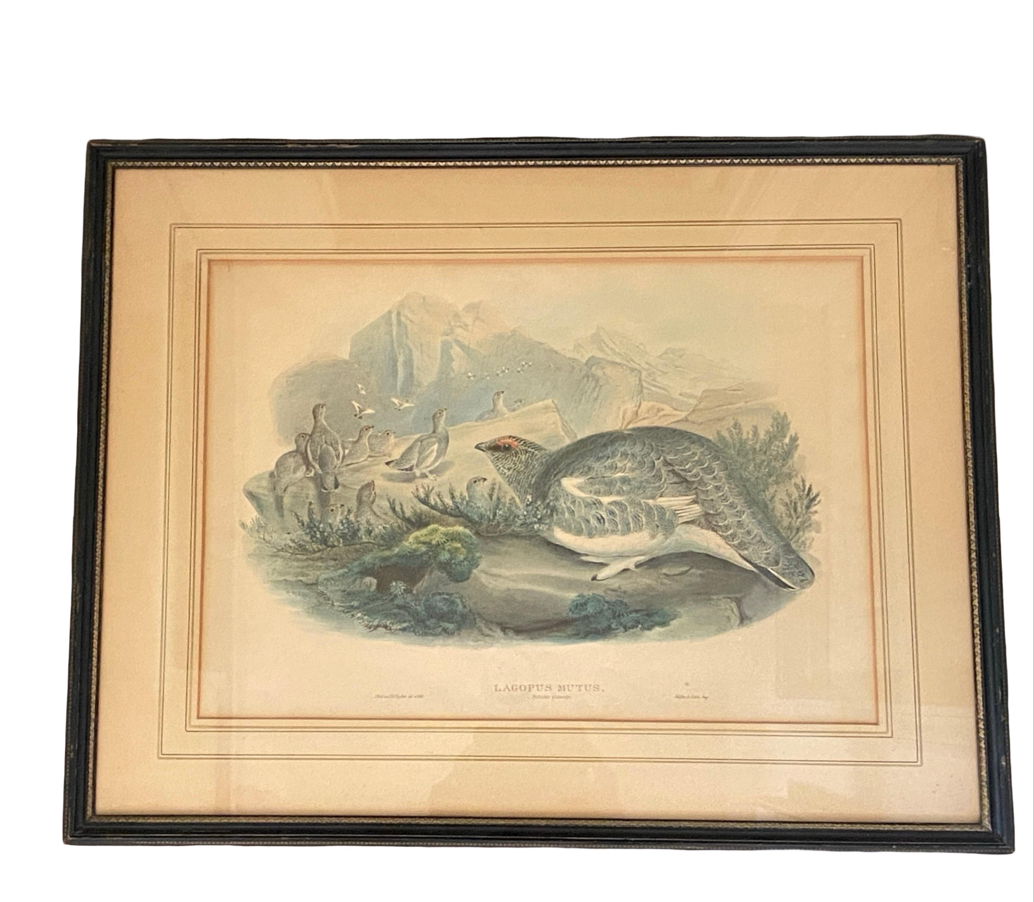 Paar Vogelzeichnungslithographien der britischen Künstler J. Wolf und H.C. Richter (Britisch Kolonial) im Angebot